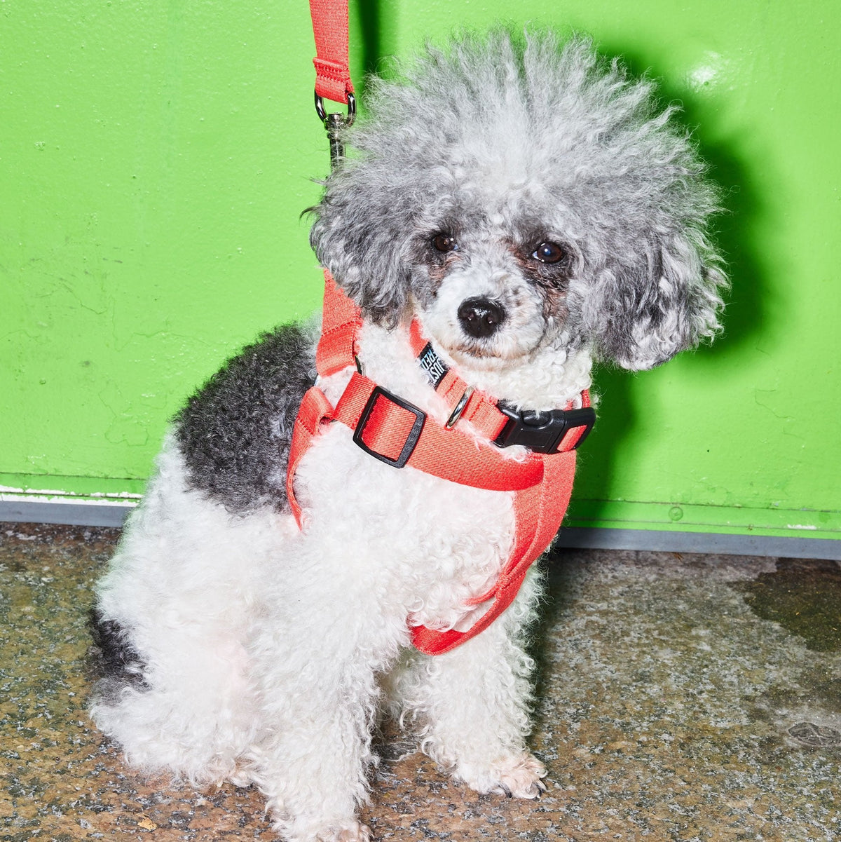 Dog Harness Kit