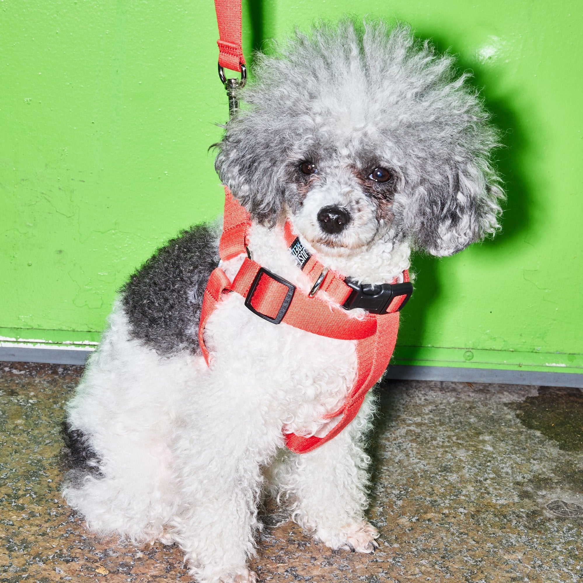 Dog Harness Kit