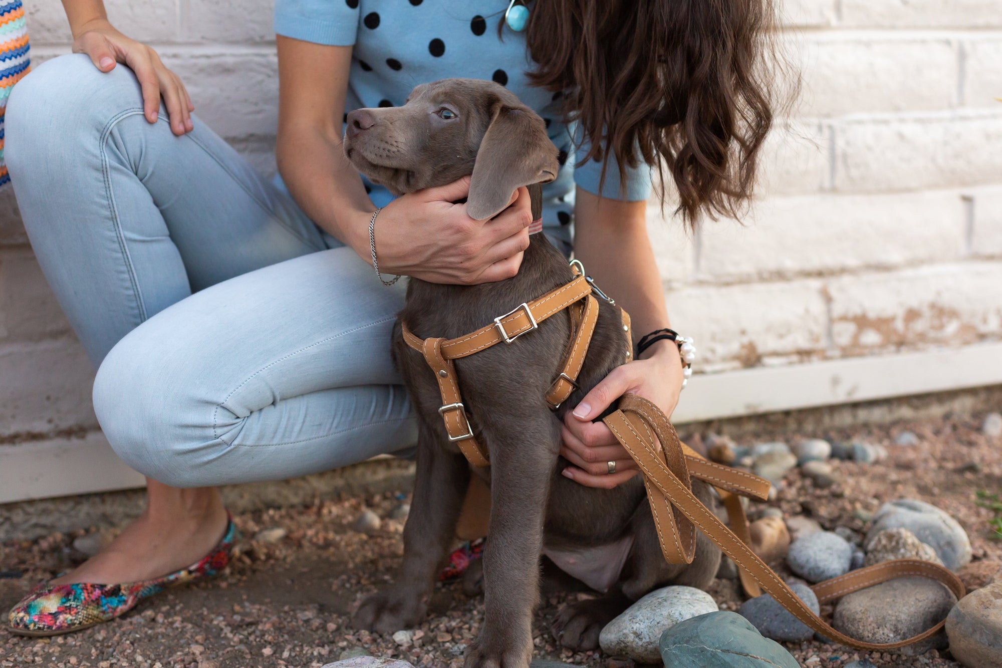 Euro-Dog Step-In Leather Dog Harness