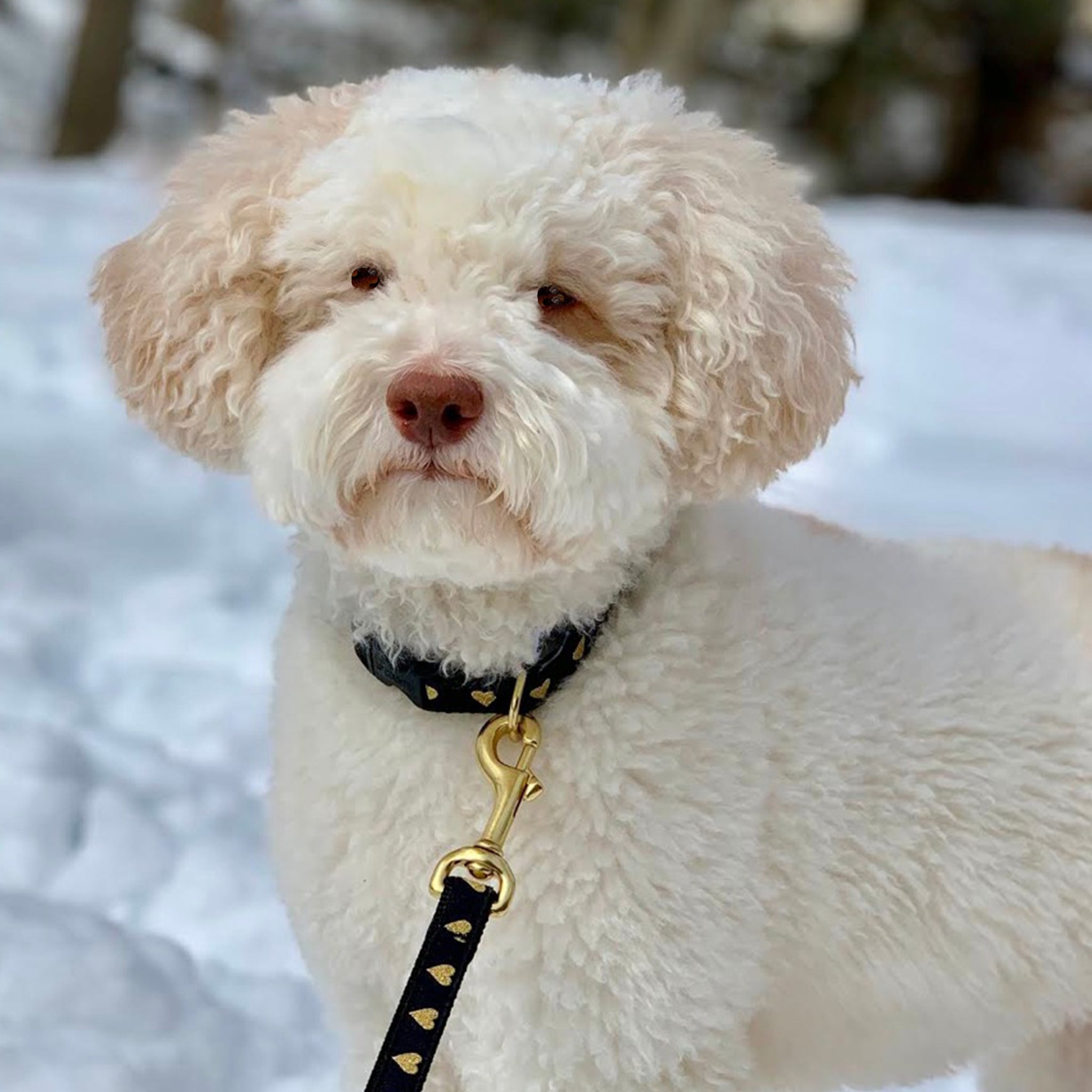 Heart of Gold Dog Lead