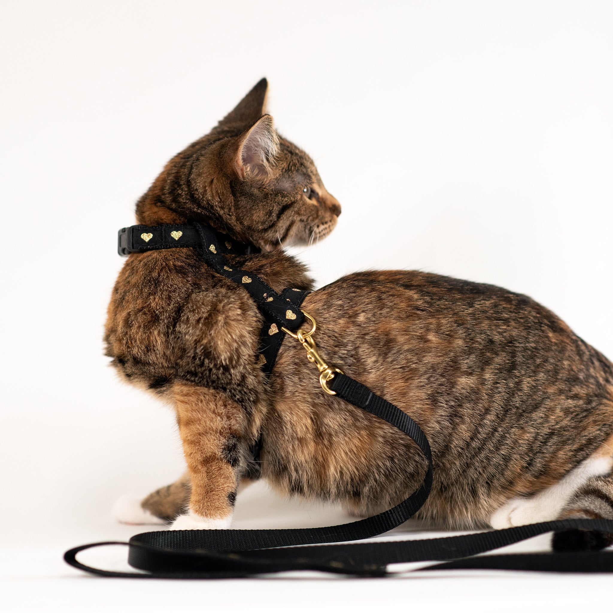 Heart of Gold Cat Harness Set
