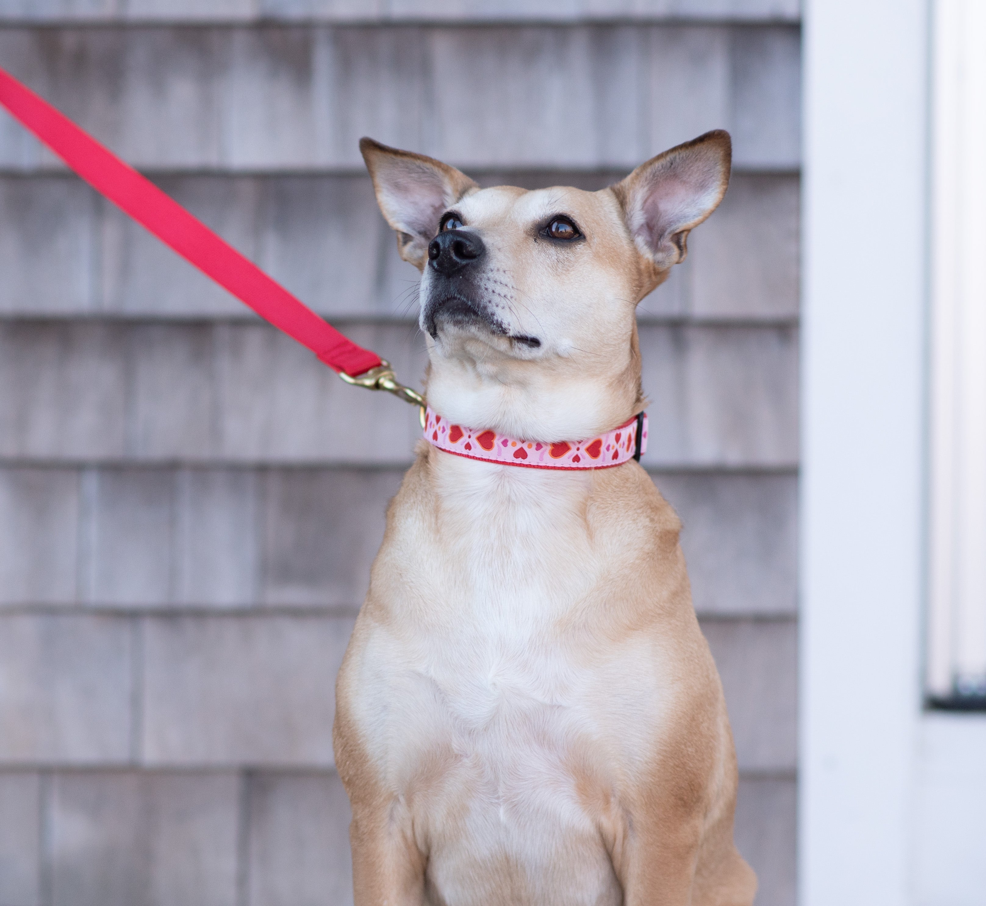 Heart to Heart Wide Dog Collar