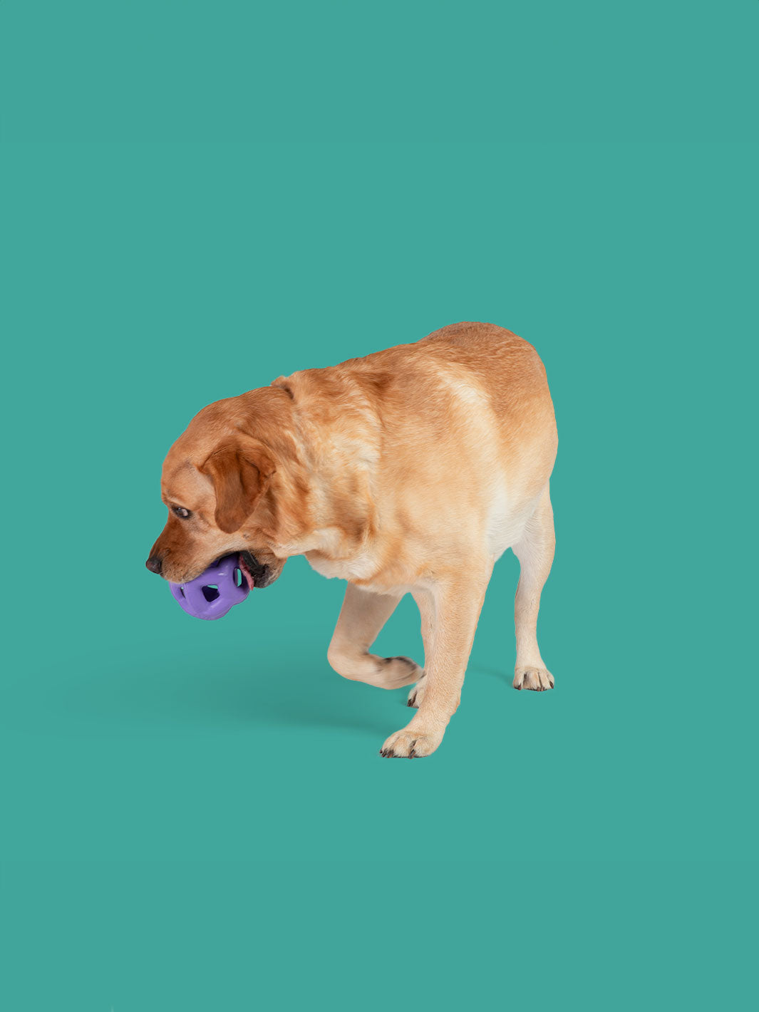 Heli Ring MAX Flying Dog Toy