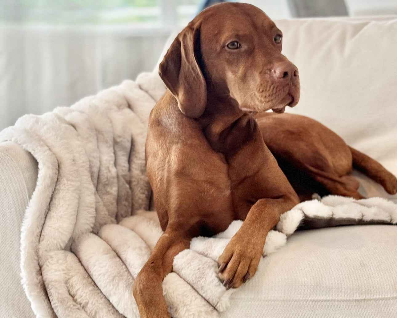 Bowsers Dog Furniture Cover Blanket Topper Dog Furniture Cover - Washable Couch and Furniture Protection