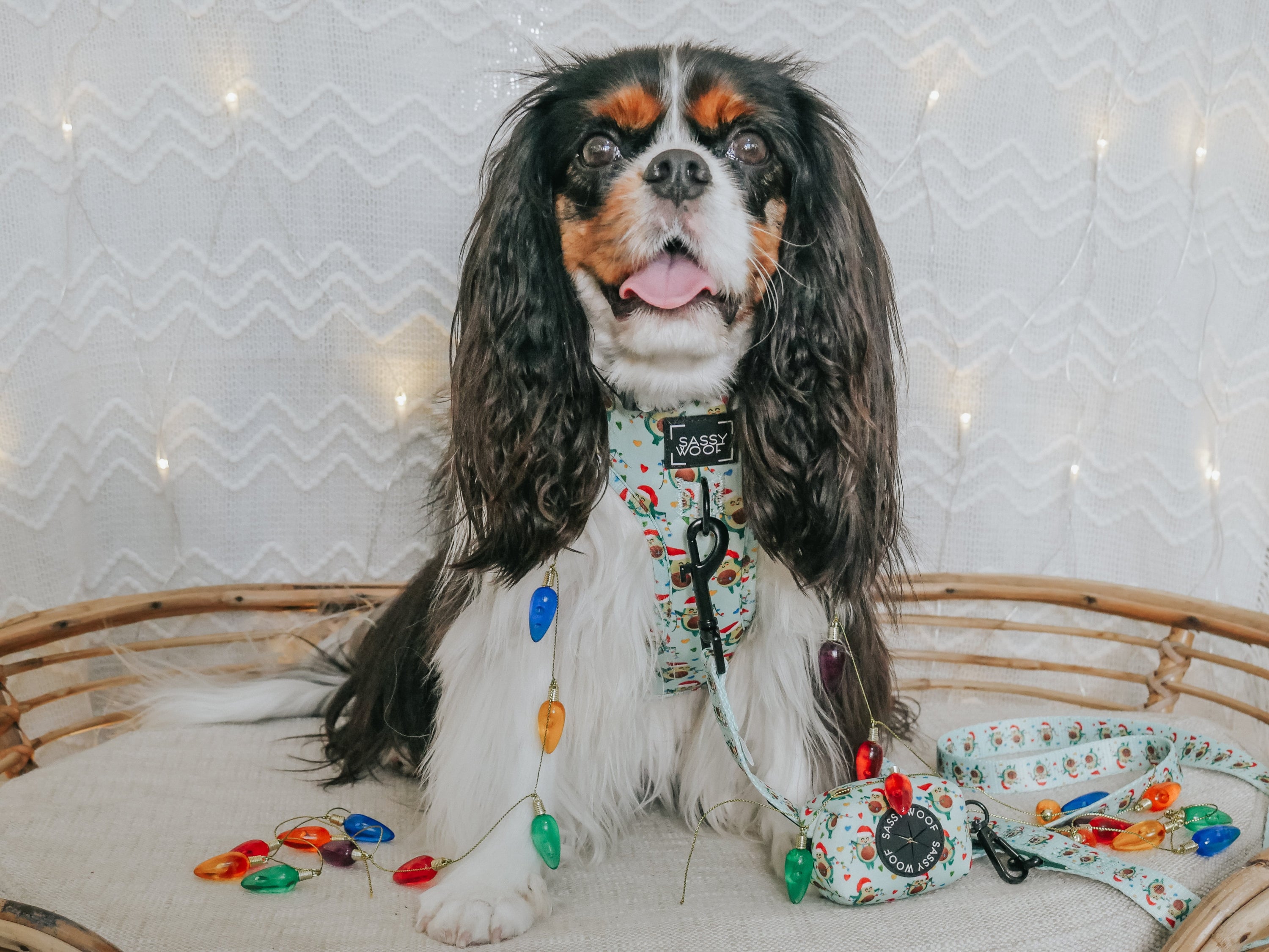 Dog Collar - Jingle Bell Guac