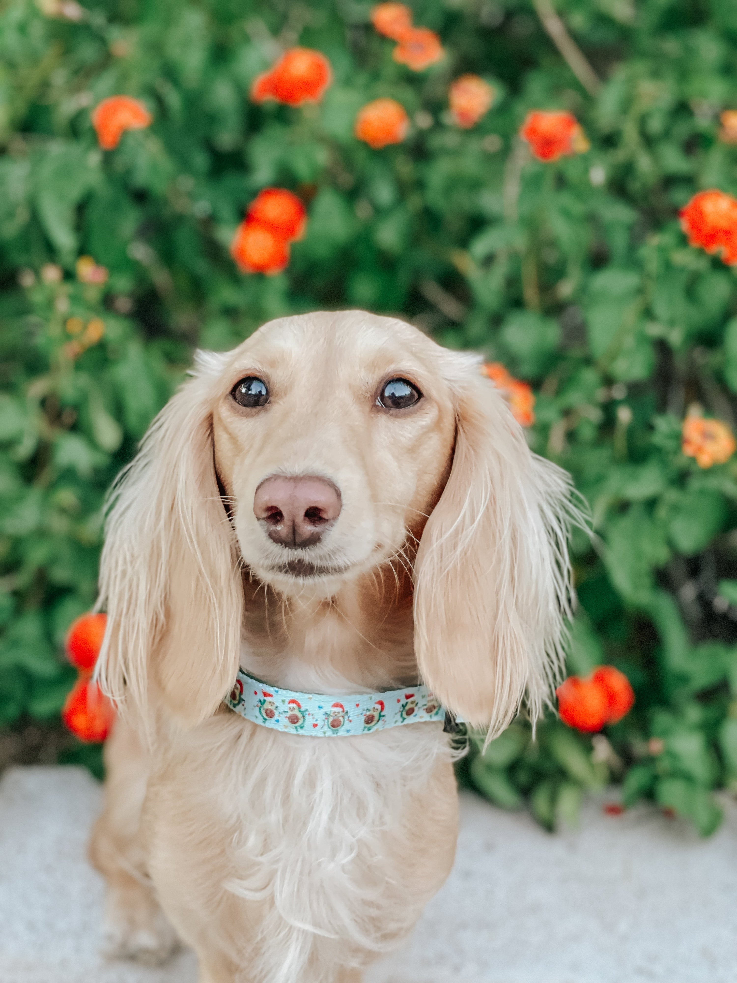 Dog Collar - Jingle Bell Guac