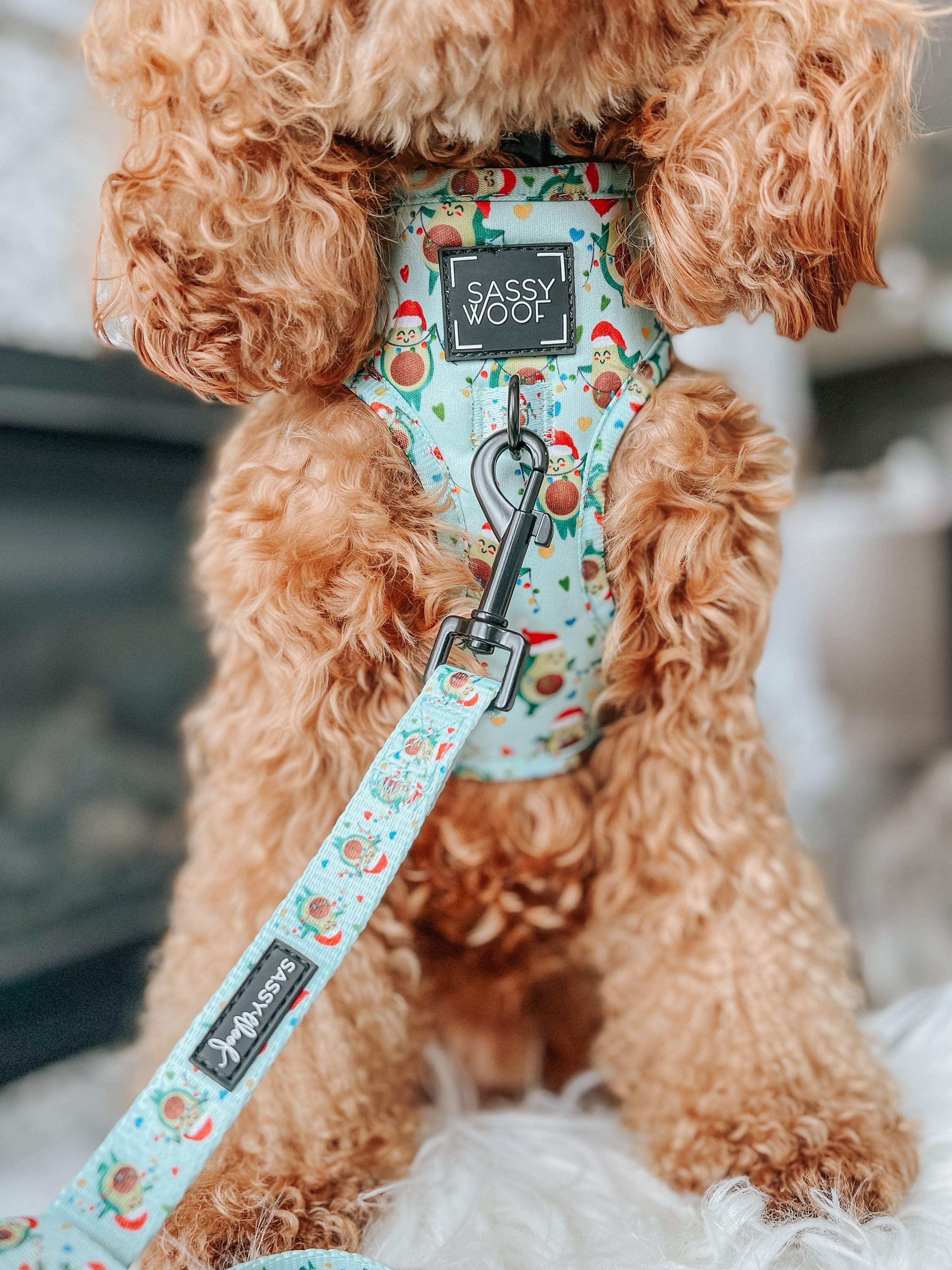 Dog Collar - Jingle Bell Guac