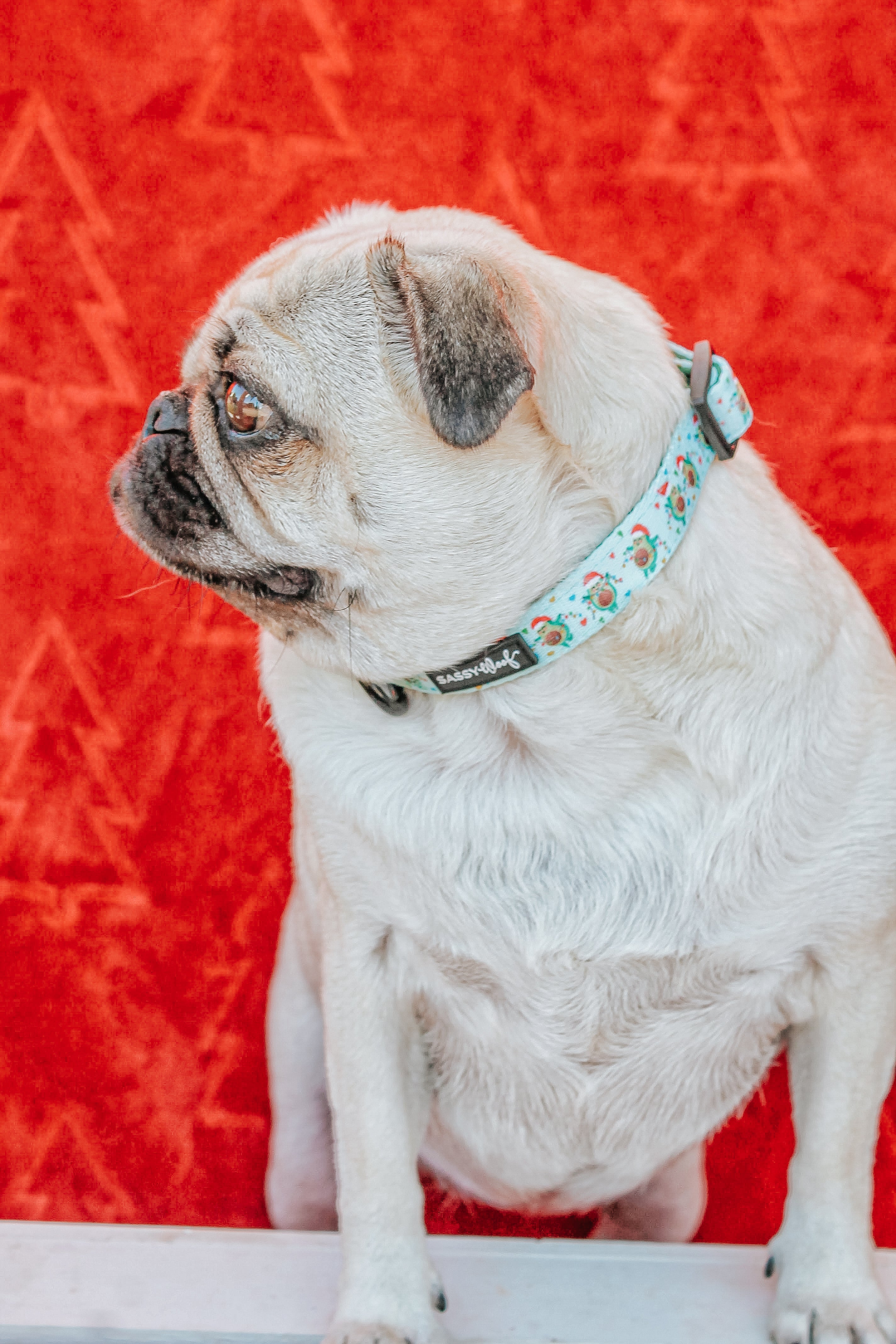 Dog Collar - Jingle Bell Guac