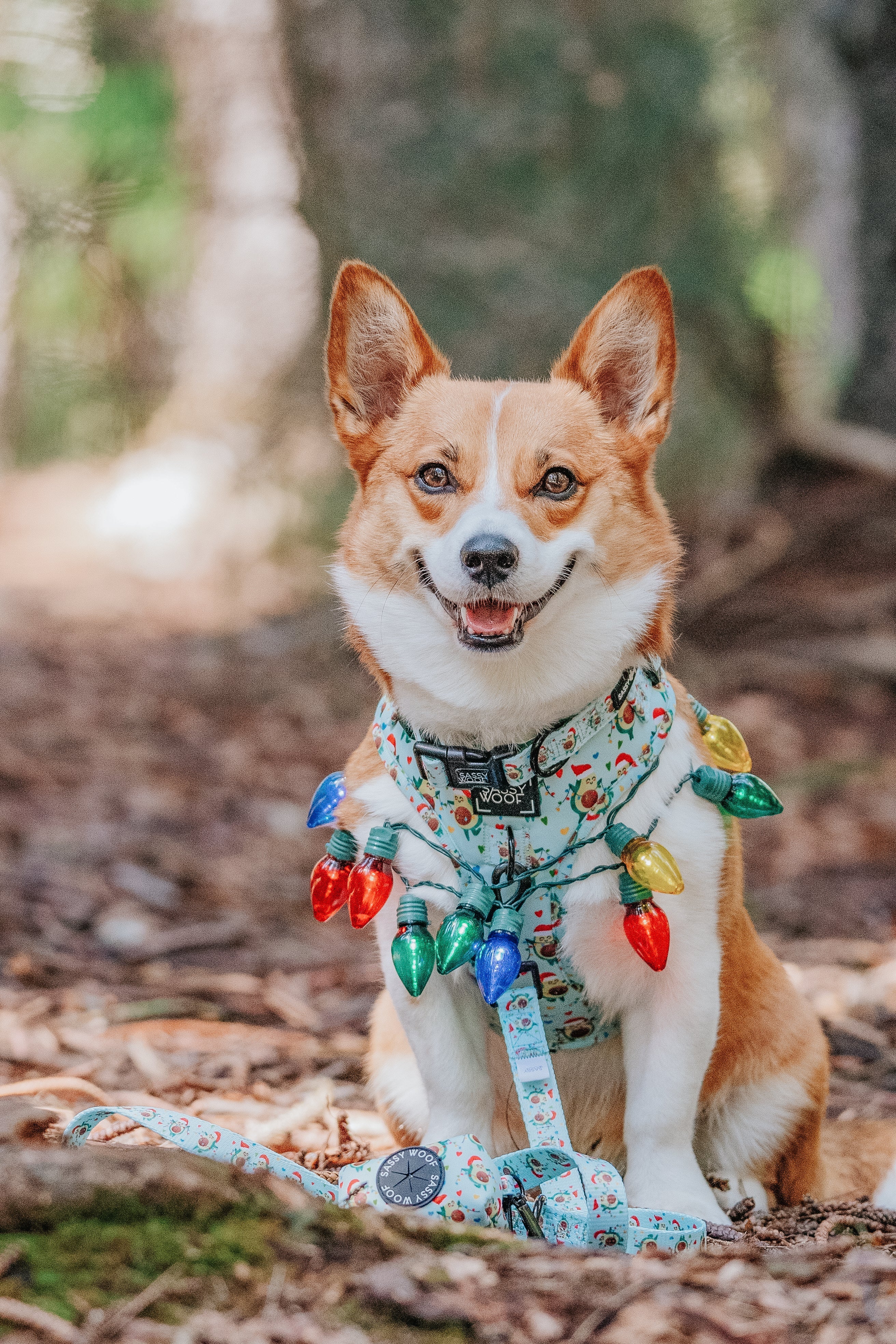 Dog Collar - Jingle Bell Guac