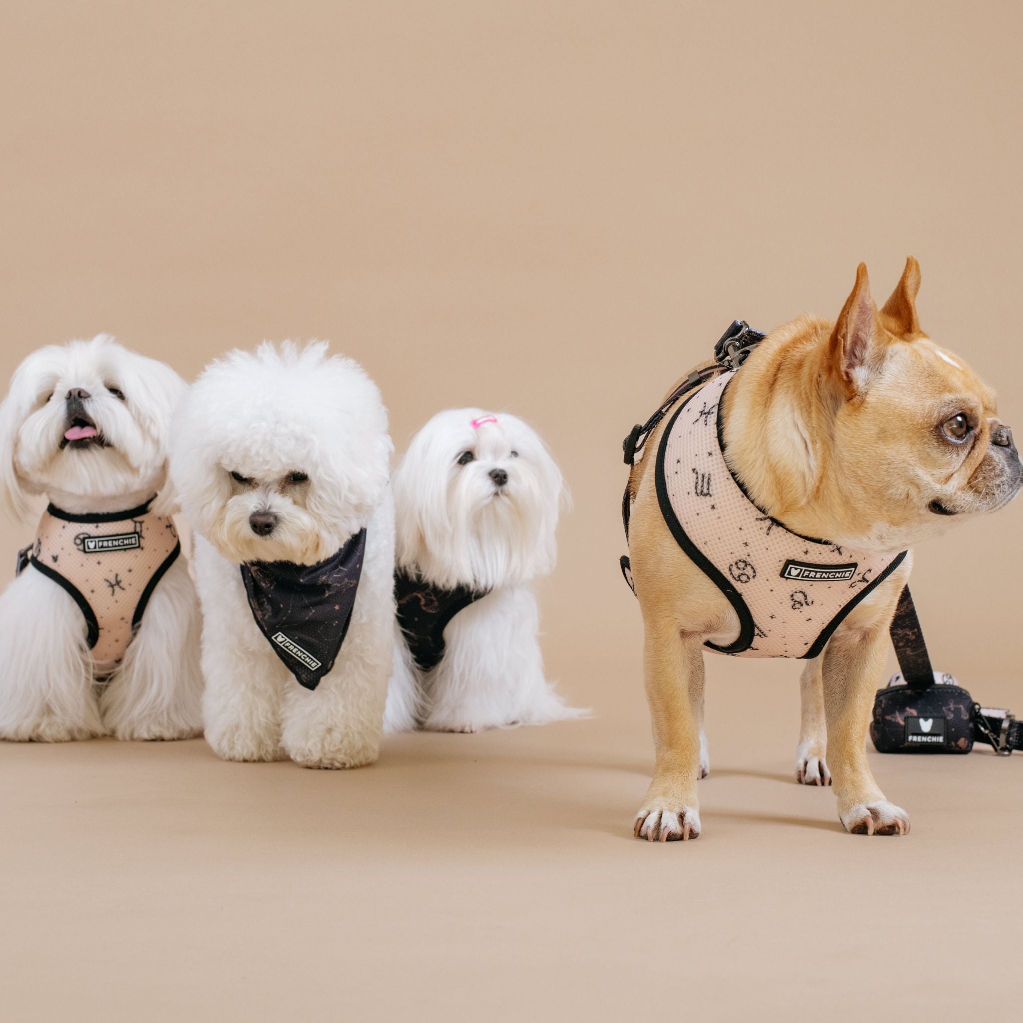 Frenchie Duo Reversible Harness - Horoscope