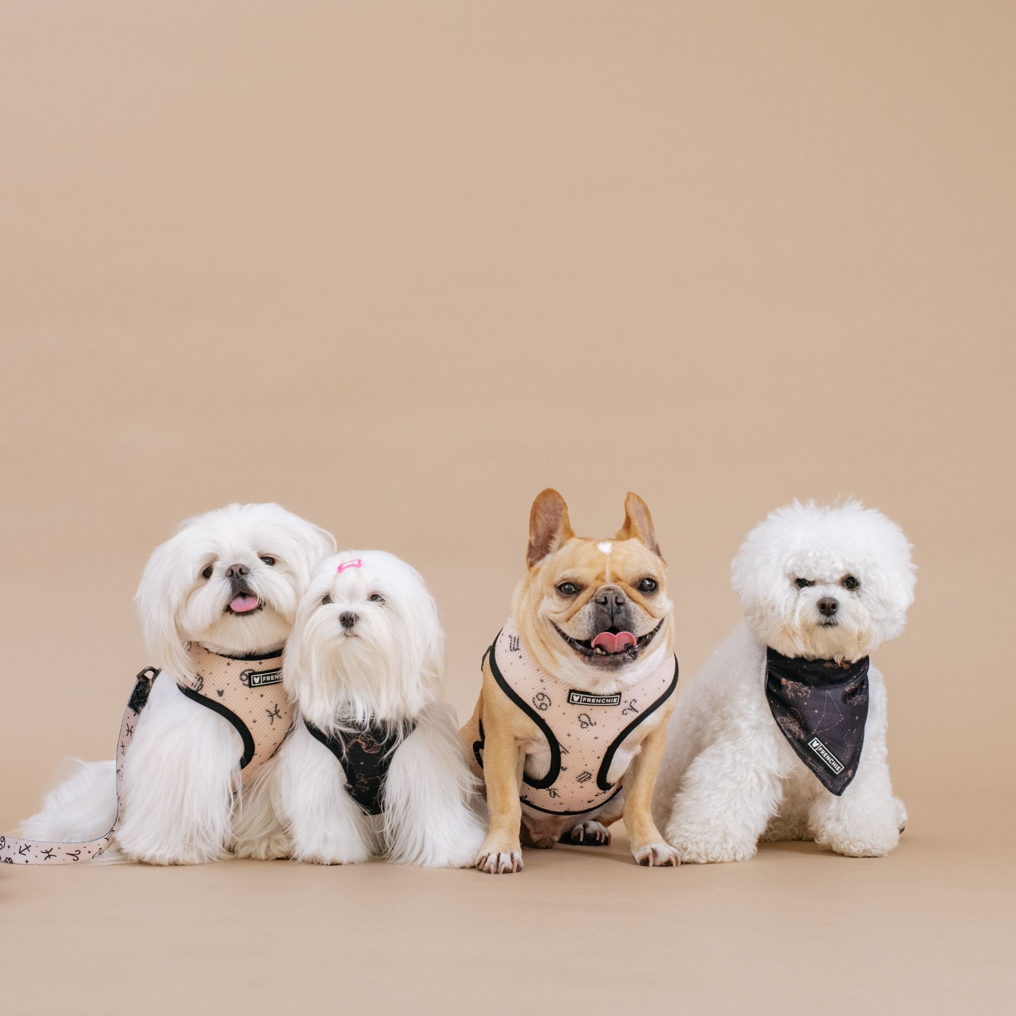 Frenchie Duo Reversible Harness - Horoscope