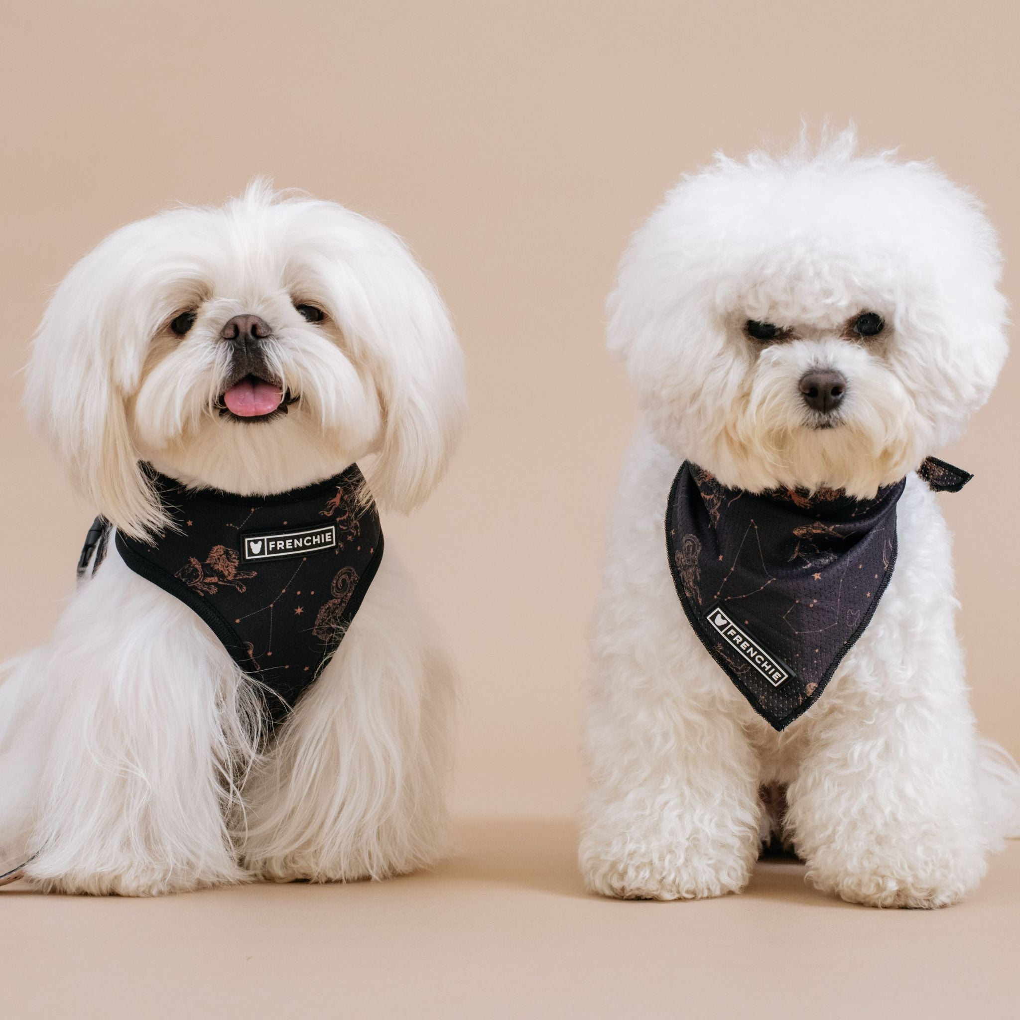 Frenchie Duo Reversible Harness - Horoscope