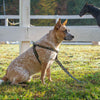 Up Country Horseshoes Dog Cast Brass Dog Harness