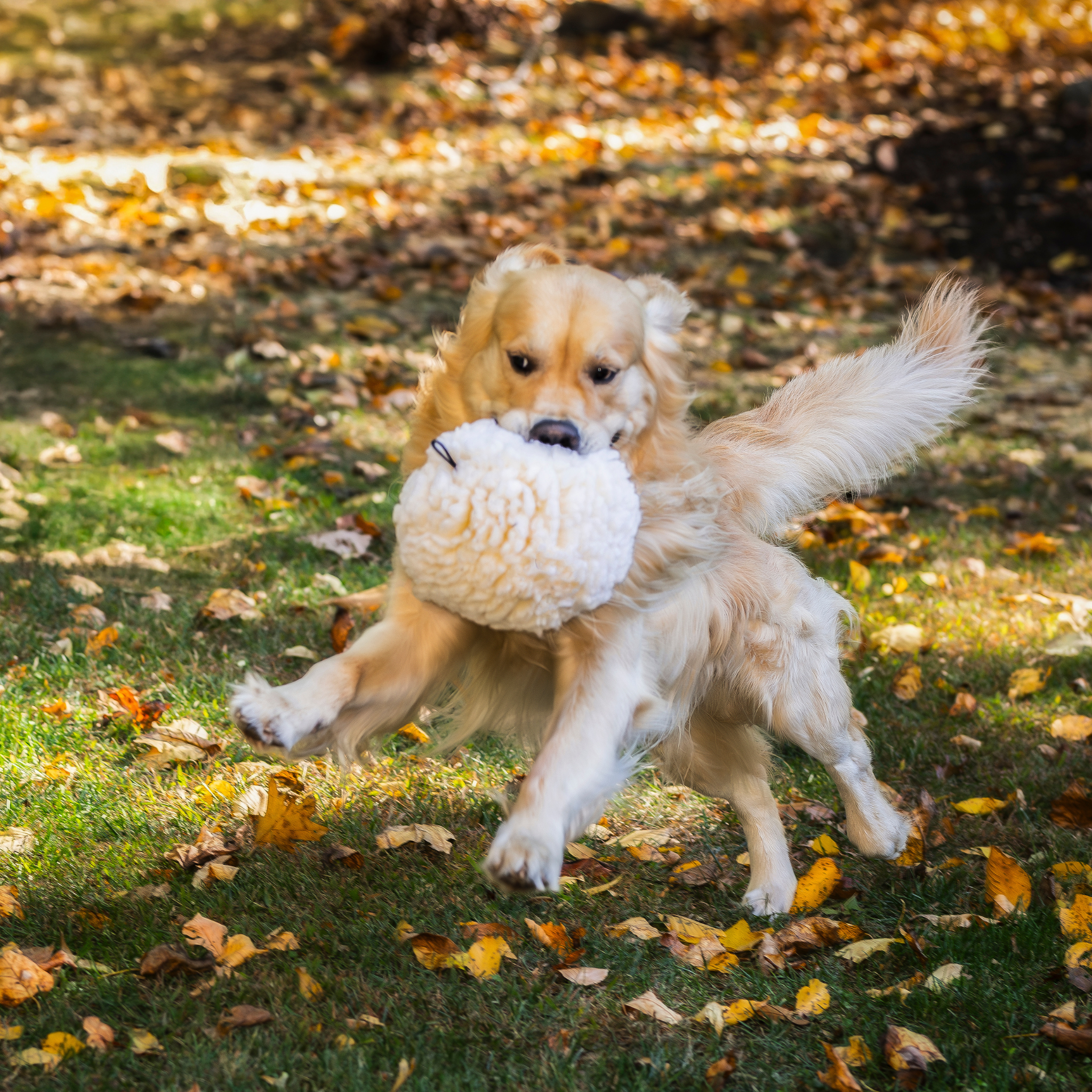 HuggleFleece Plush Ball Dog Toy