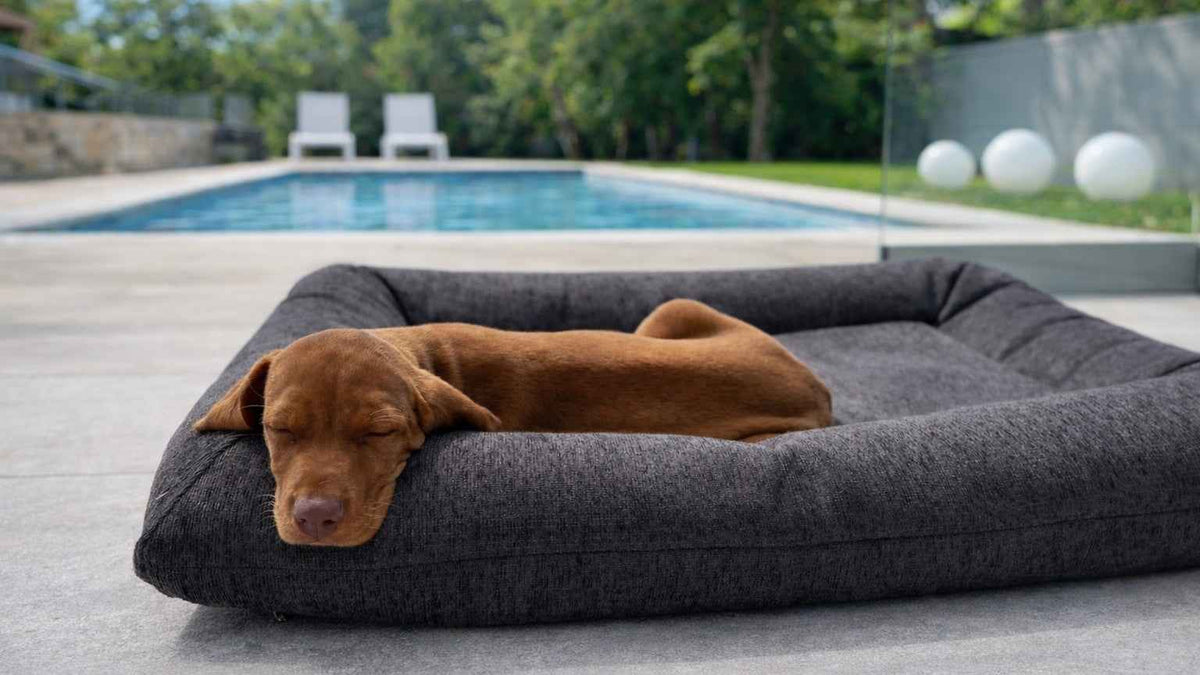 Bowsers Hugo Futon Dog Bed - Cloud-Like Cushioning for Stretch-Out Sleep