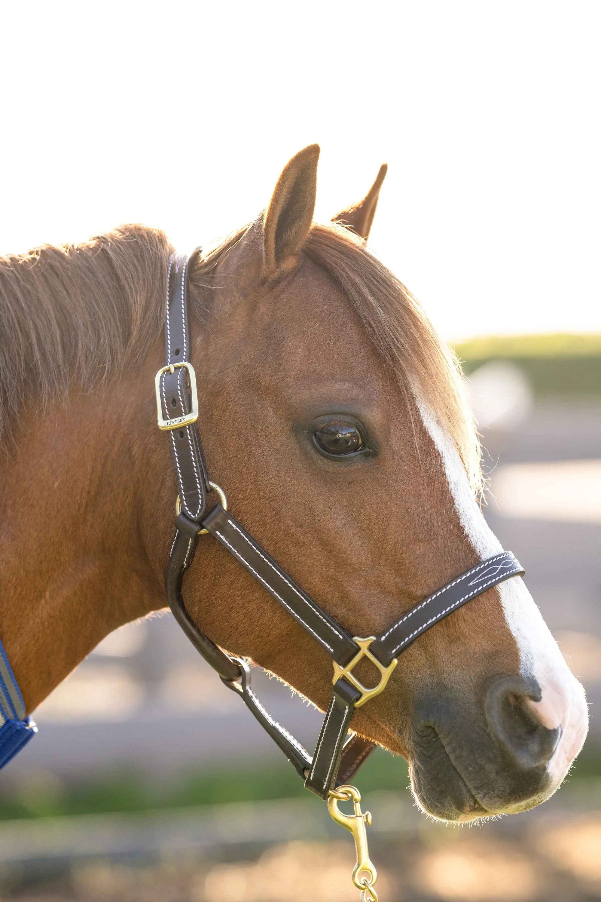 Huntley Equestrian Fancy Stitched Adjustable Premium Leather Pony Halter with Brass Hardware