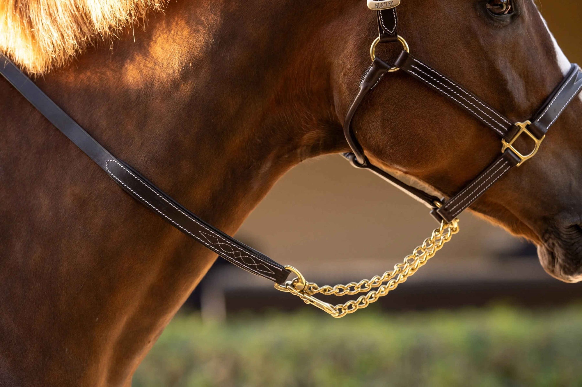 Huntley Equestrian Sedgwick Leather Lead with Brass Chain