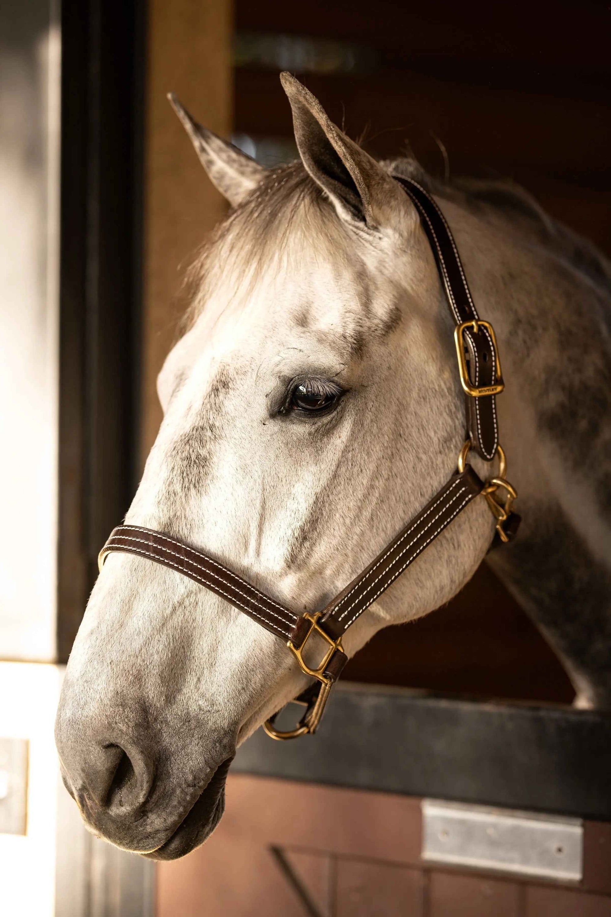 Huntley Equestrian Premium Leather Triple Stitched Halter with Snap