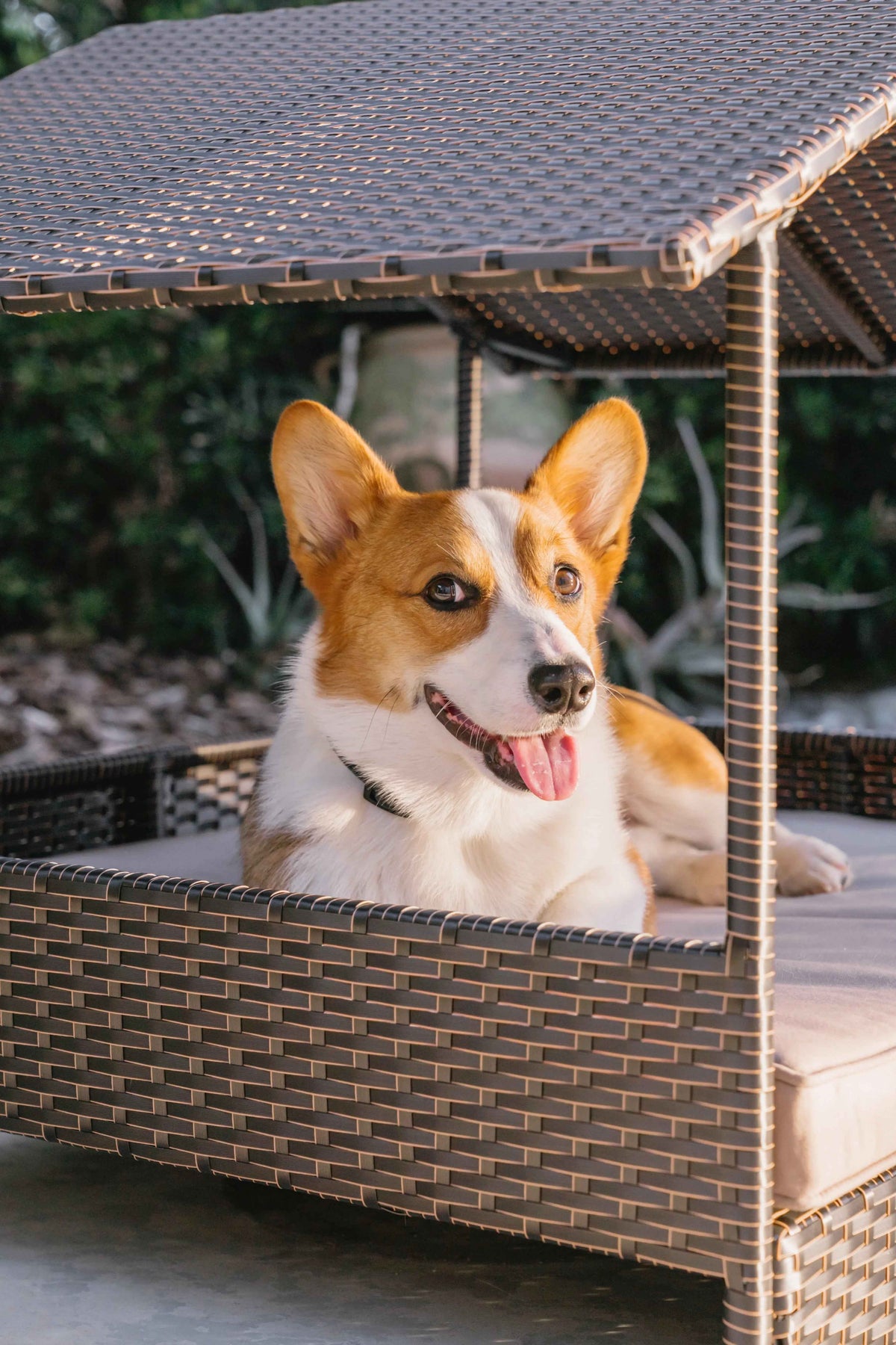 Huntley Pet Rattan Wicker Indoor Outdoor Cabana Raised Pet Bed