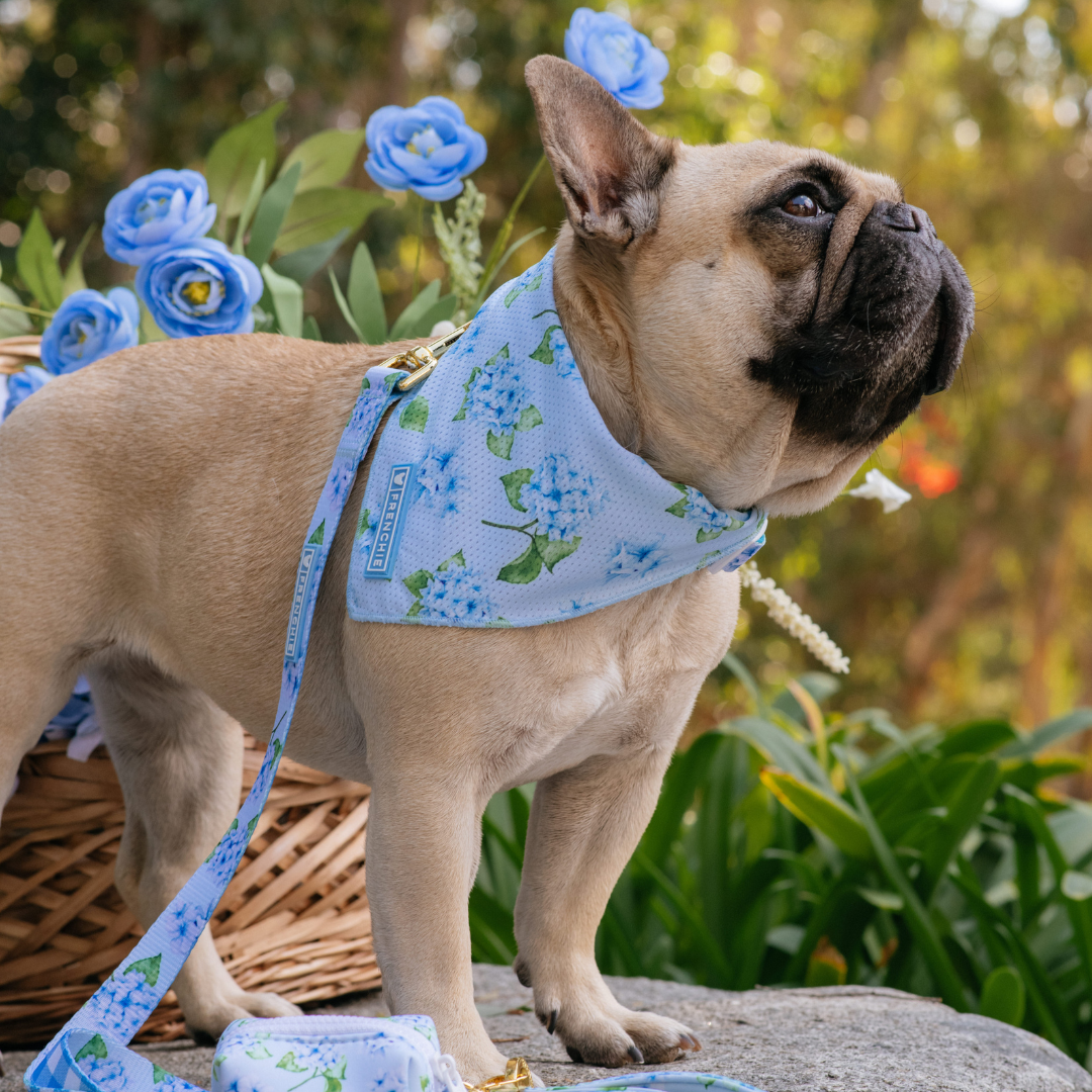 Frenchie Cooling Bandana - Hydrangea