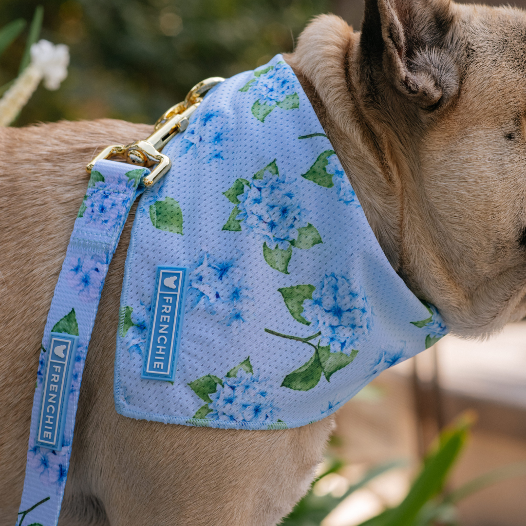Frenchie Comfort Leash - Hydrangea