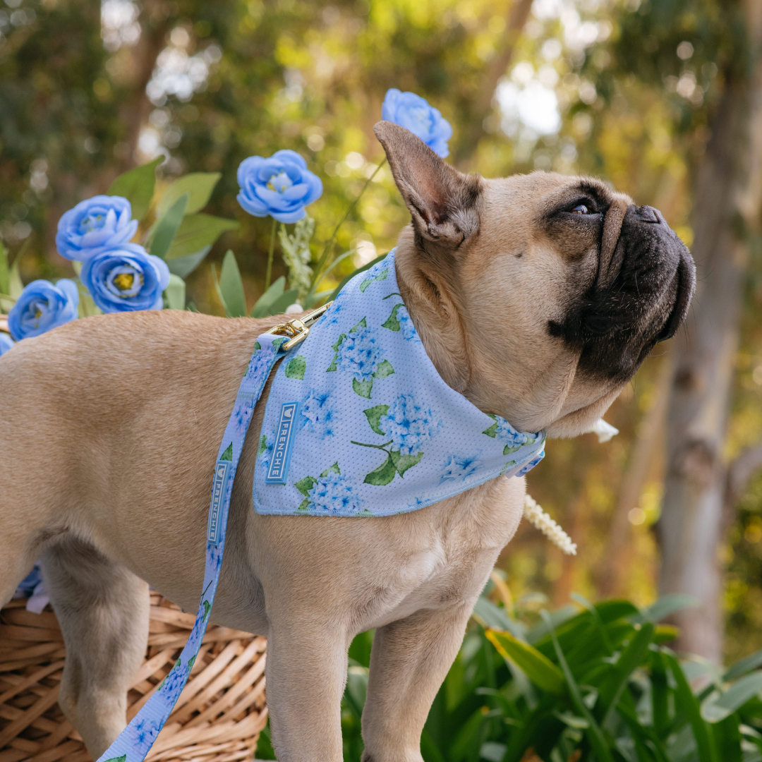 Frenchie Cooling Bandana - Hydrangea