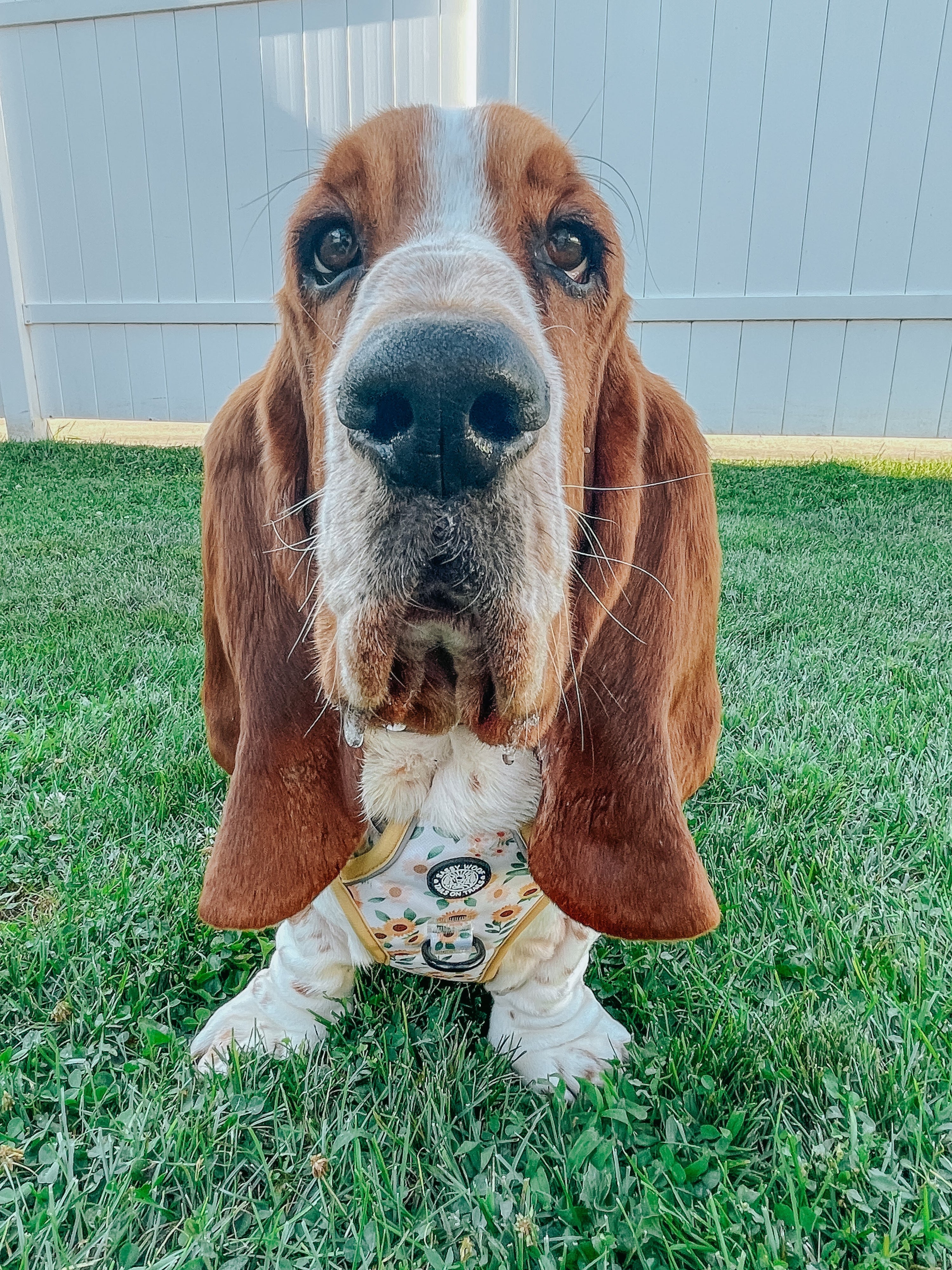 Dog Step-In Harness - Sunflower Dreams