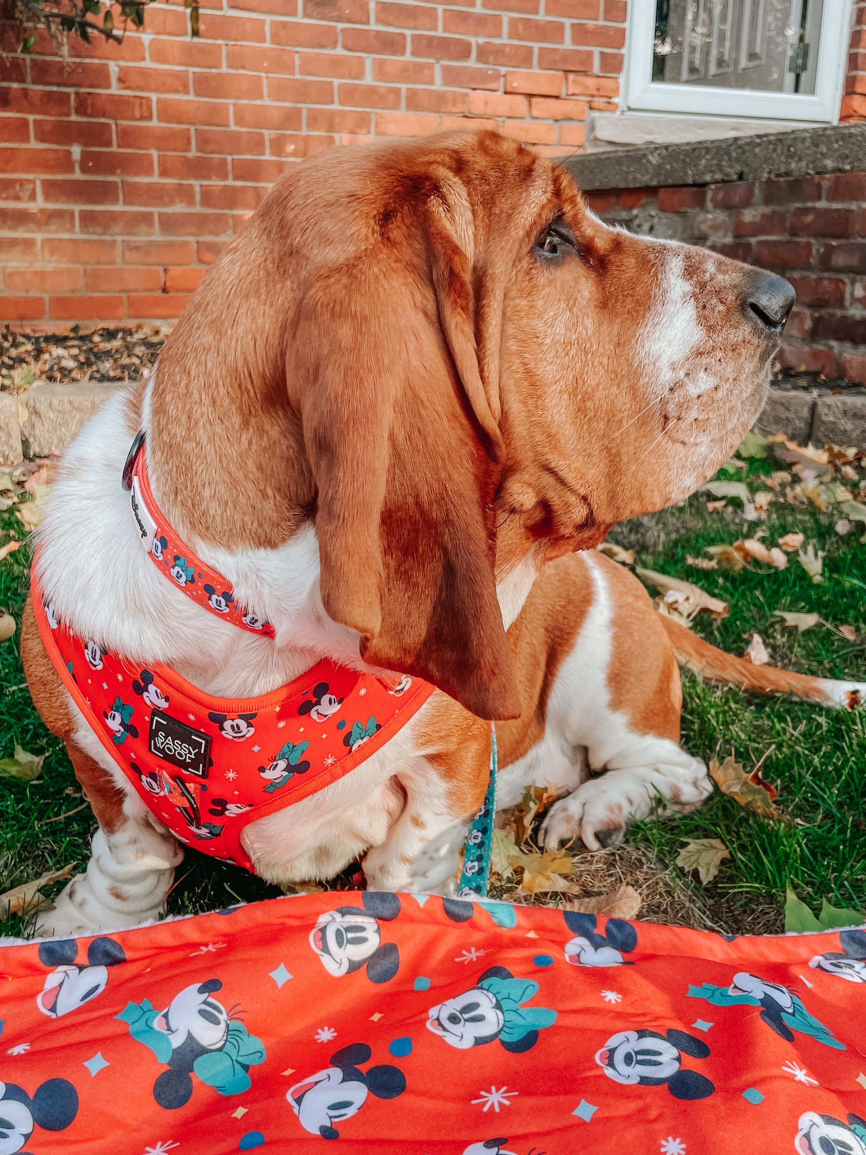 Dog Collar - Disney Holiday Collection