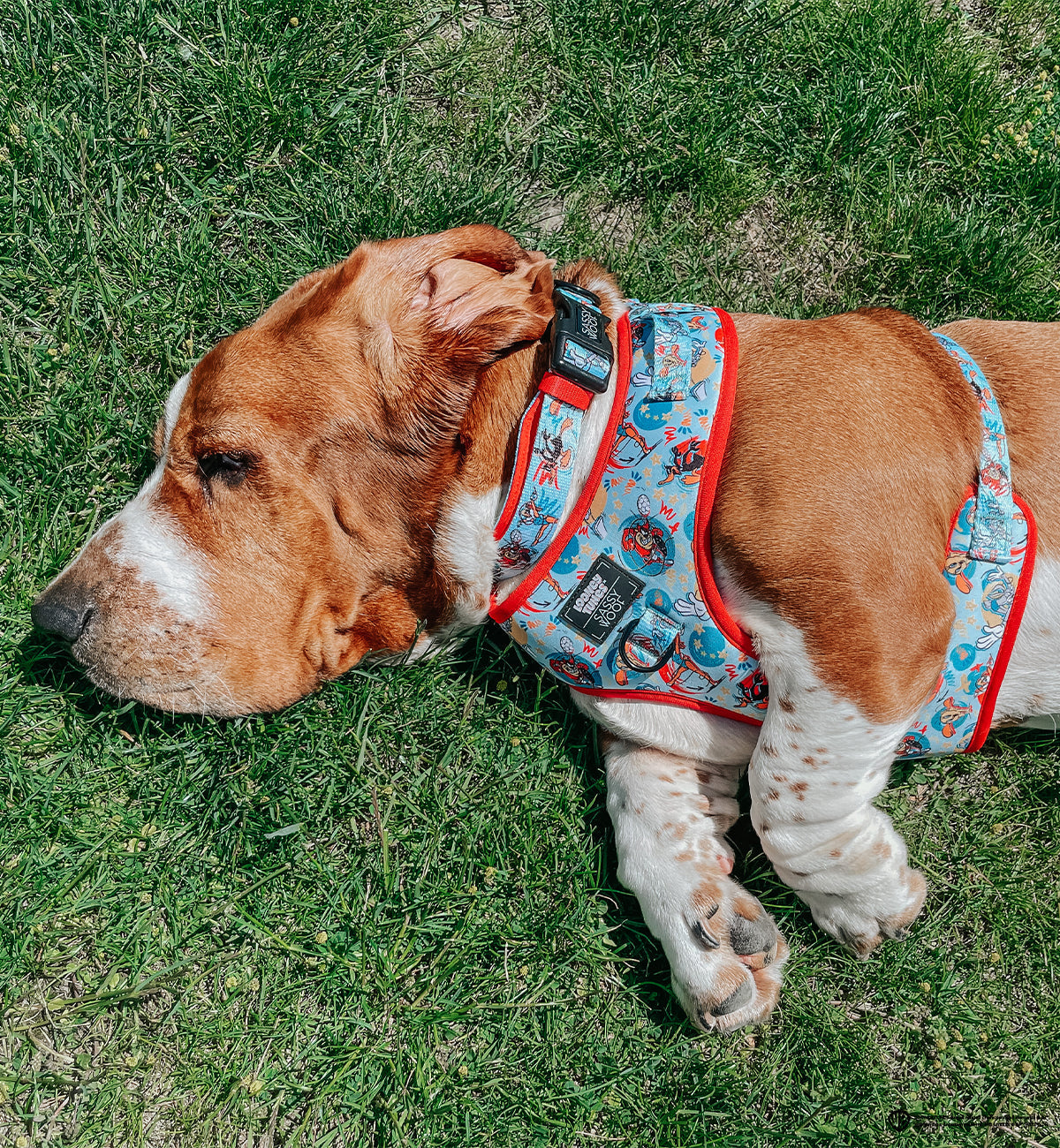 Dog Adjustable Harness - Looney Tunes™ Blue
