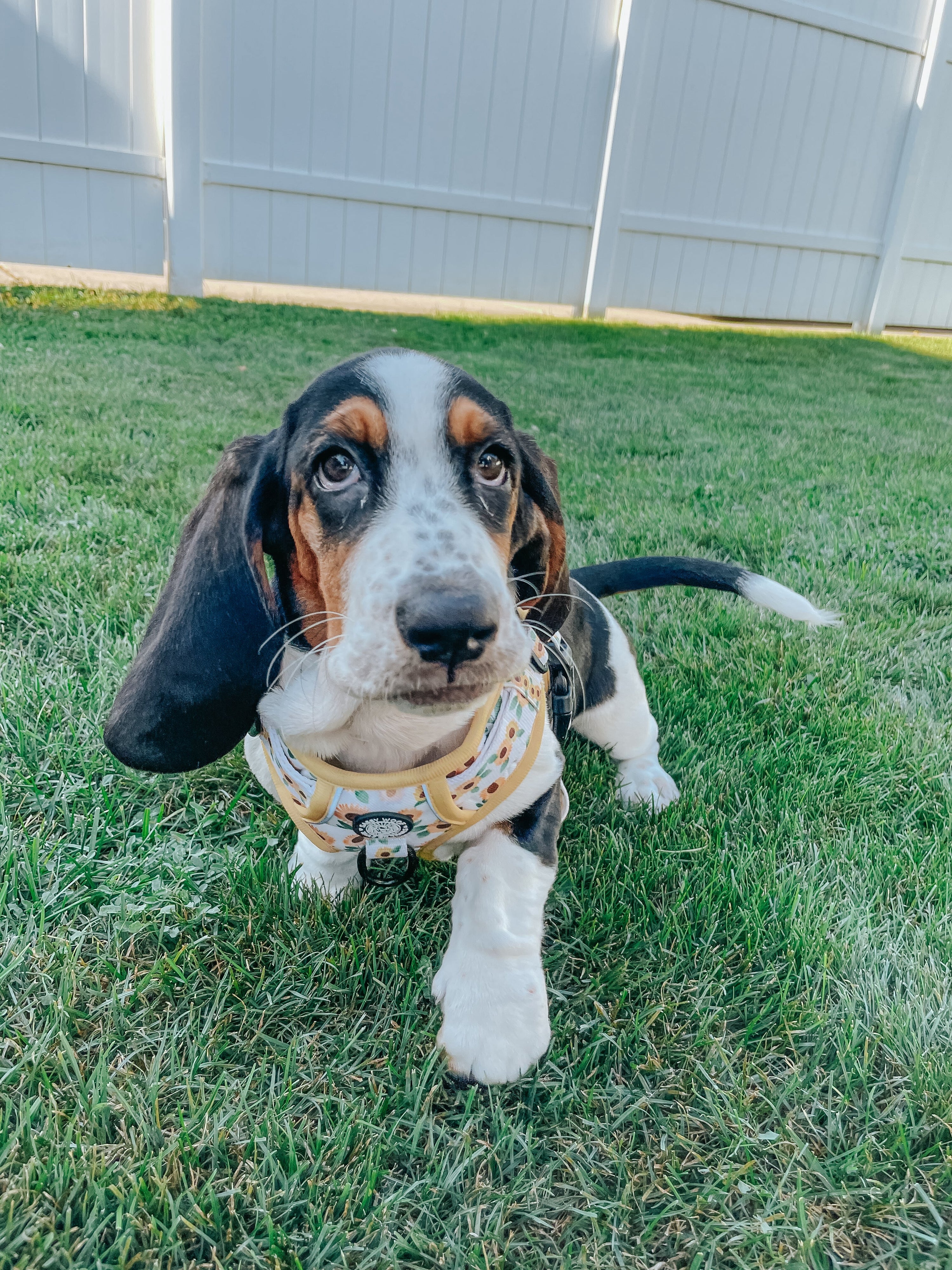 Dog Step-In Harness - Sunflower Dreams
