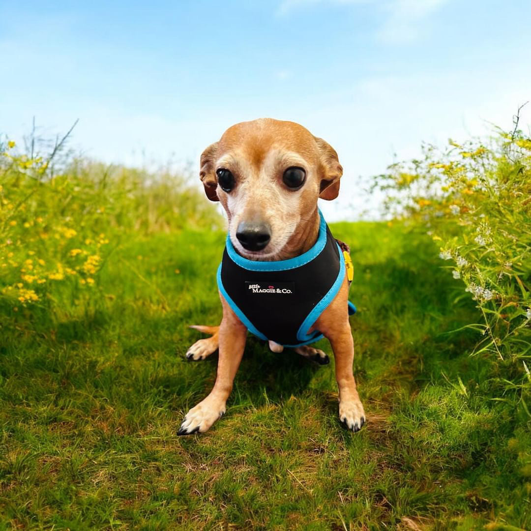 Exotic Reversible Harness