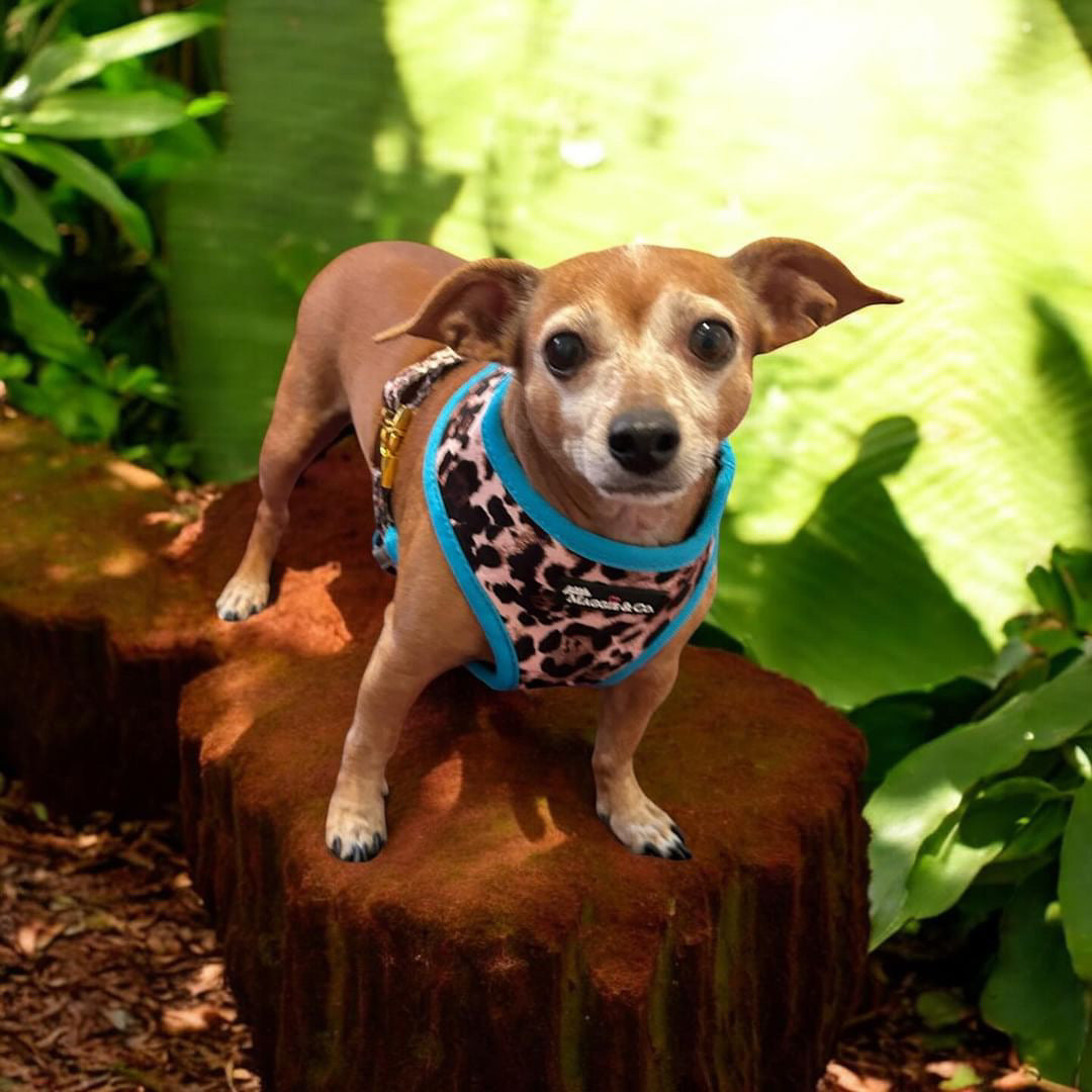 Exotic Reversible Harness