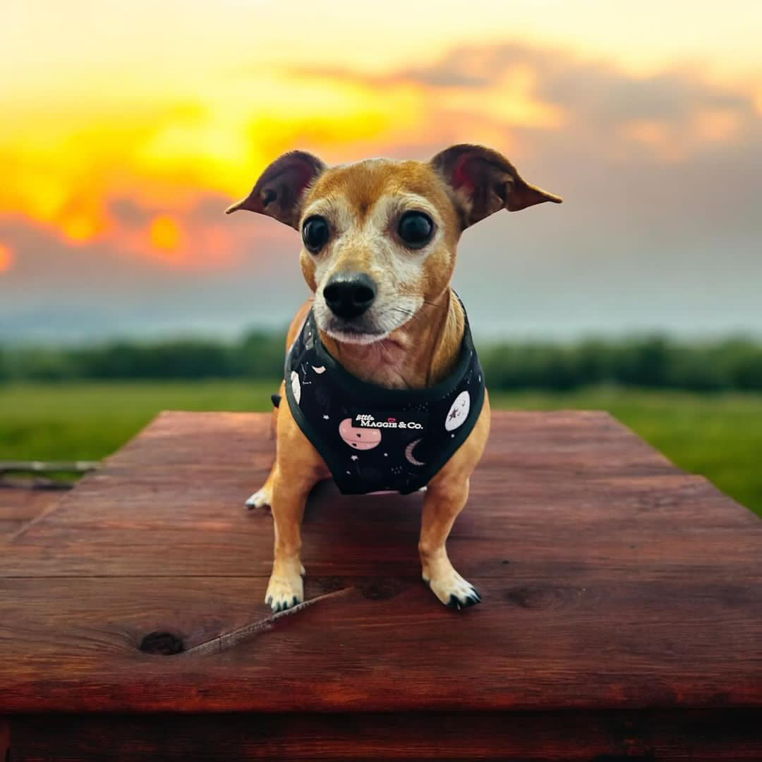 Wiggles Harness