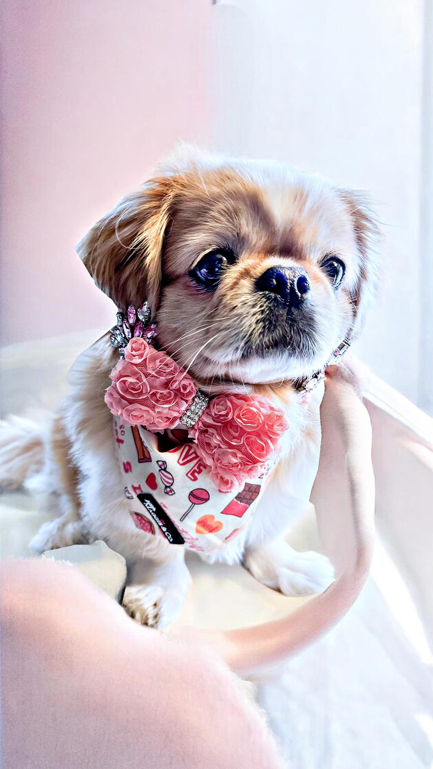 Bandana Set: Sweetie