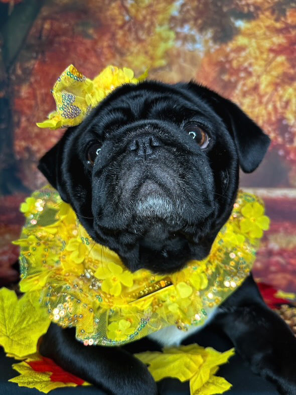 Celebrations II: The Roxy