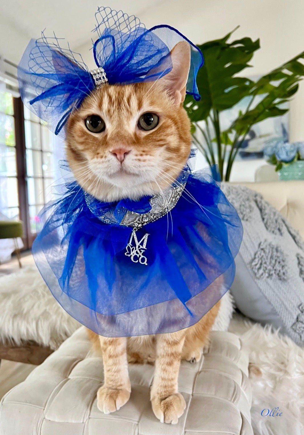 Royal Birthday: Kensington