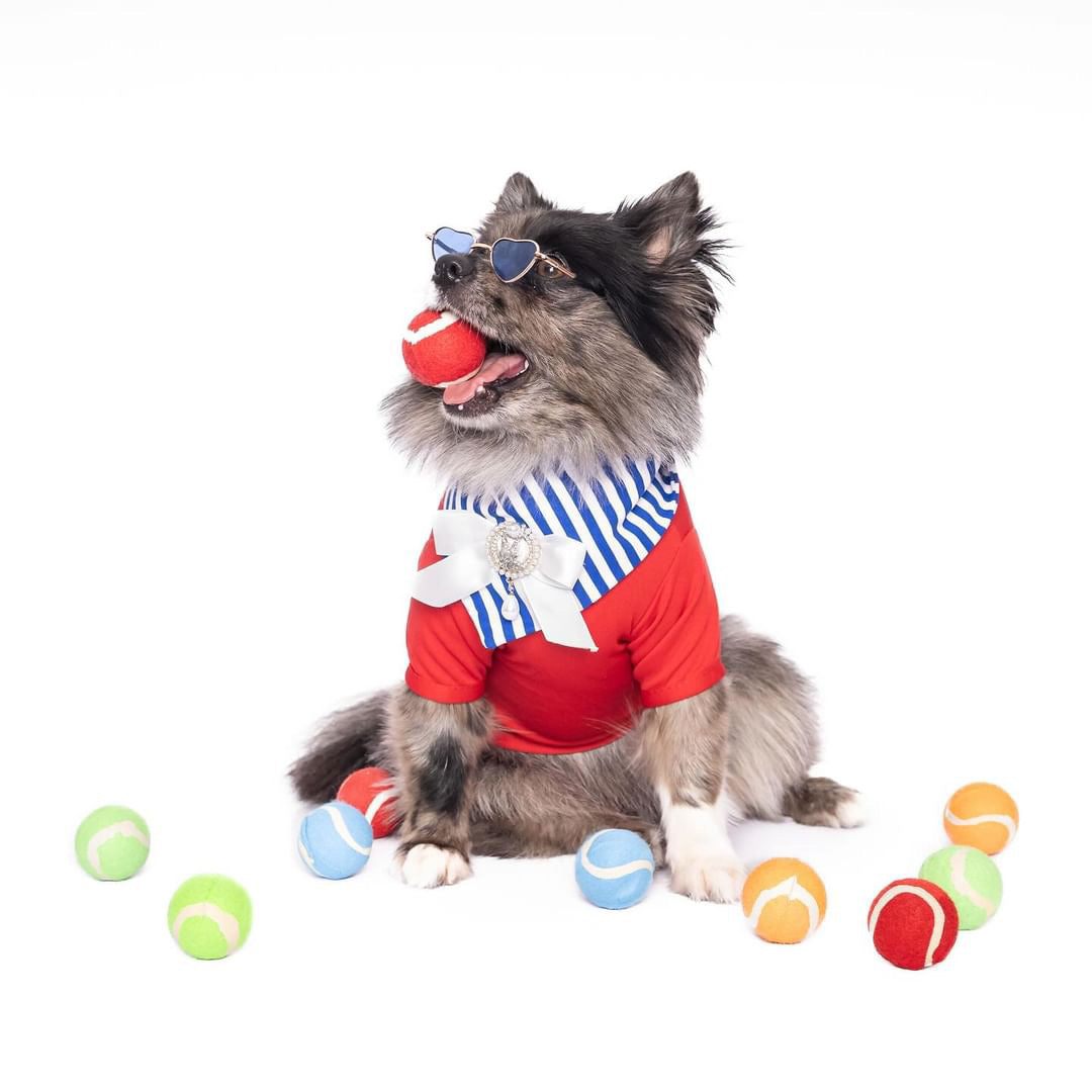 Barkie Collection: Captain Bandana