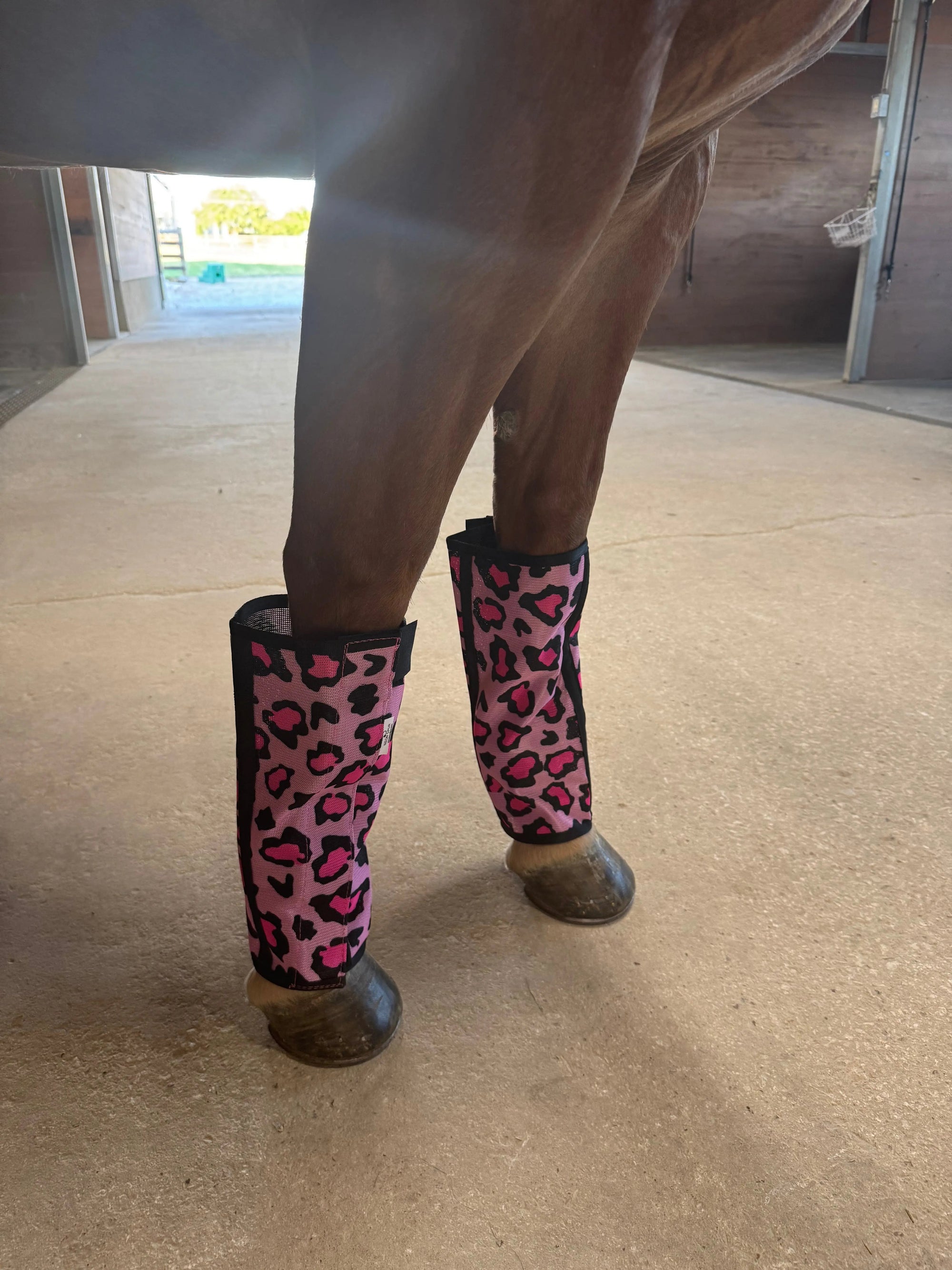 Catty Cowgirl Fly Boot 4-Pack | HT Animal Supply