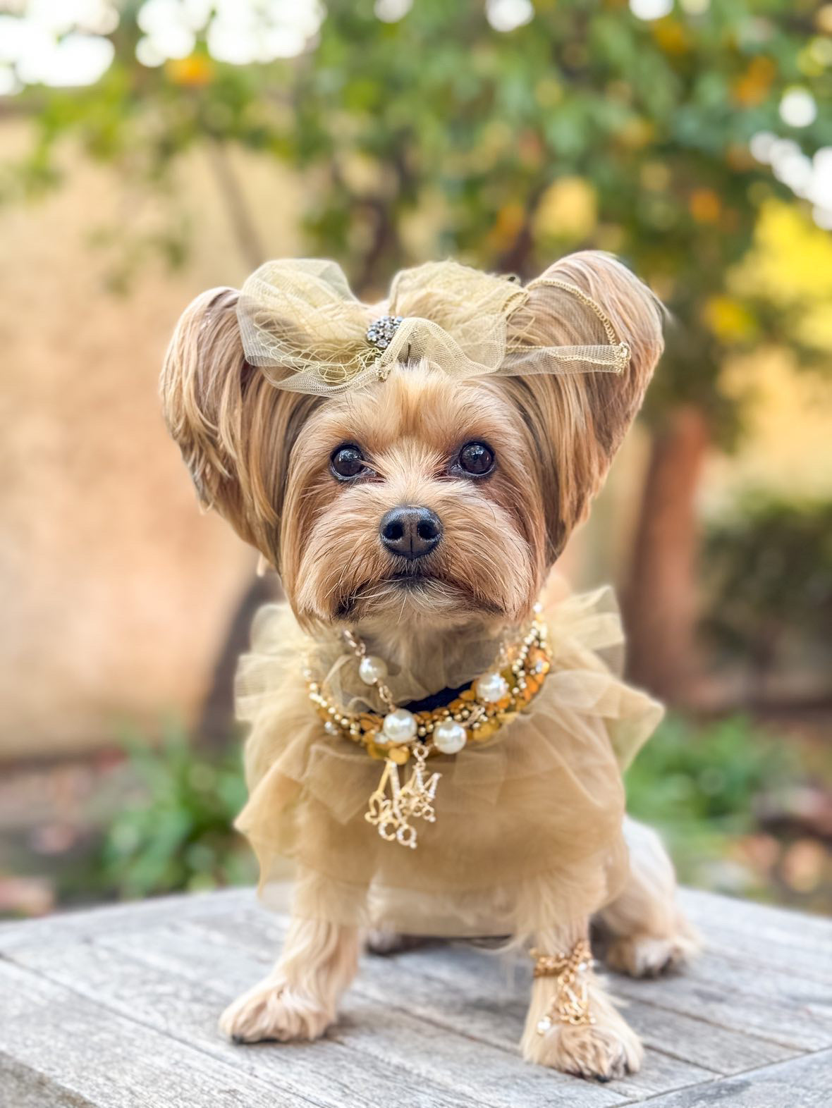 Signature: Amber Gold