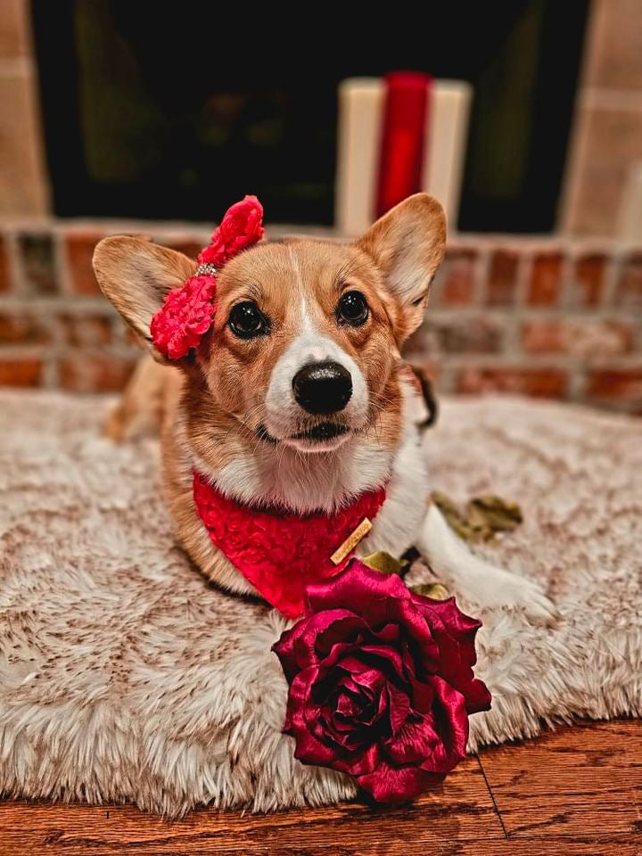 Forever Bliss: Scarlet