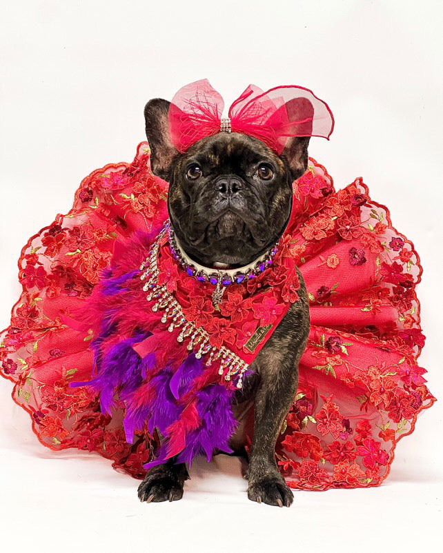 Formal Affair: Cheers (with feathers)