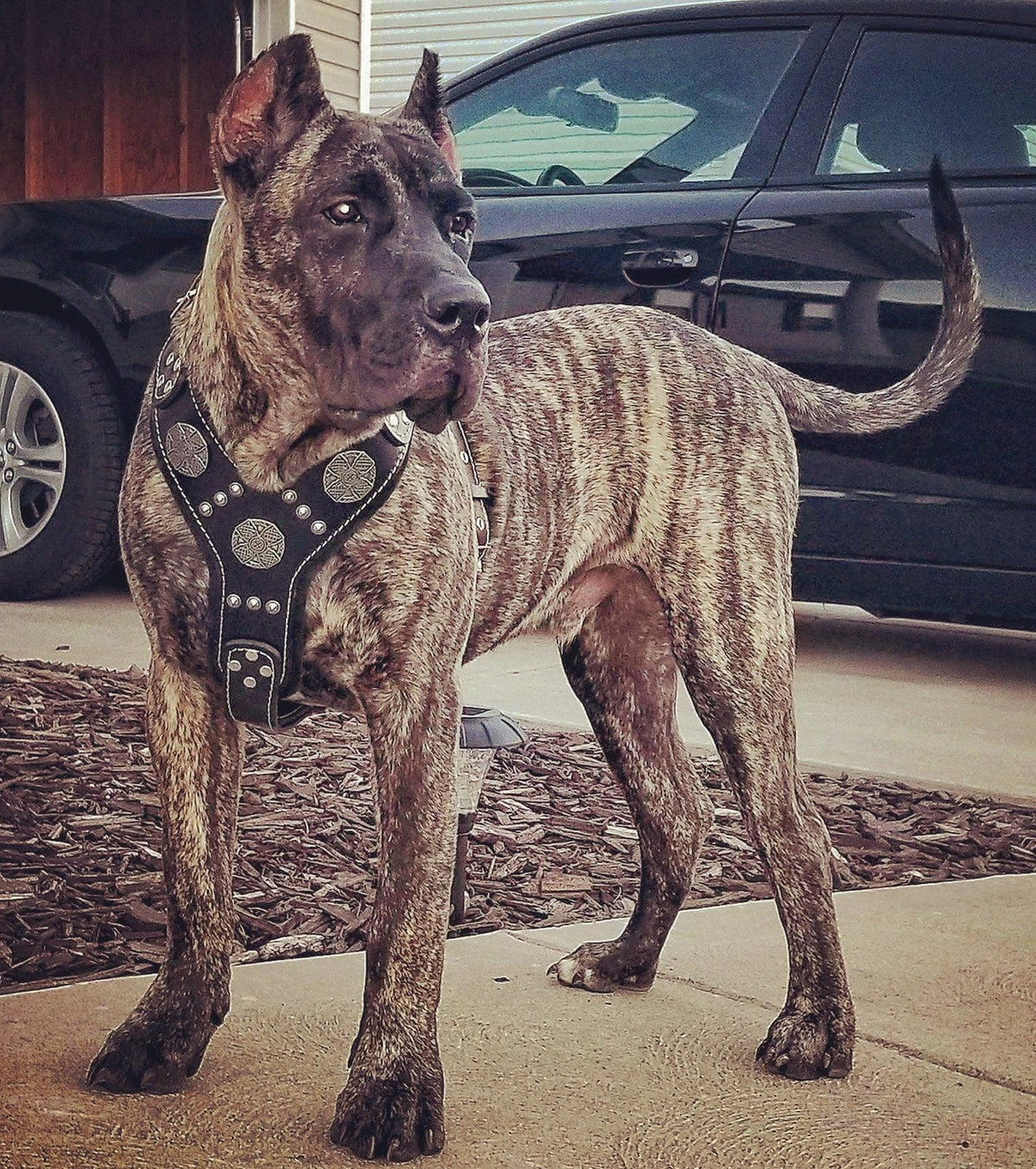 Bestia Maximus Silver Leather Dog Harness