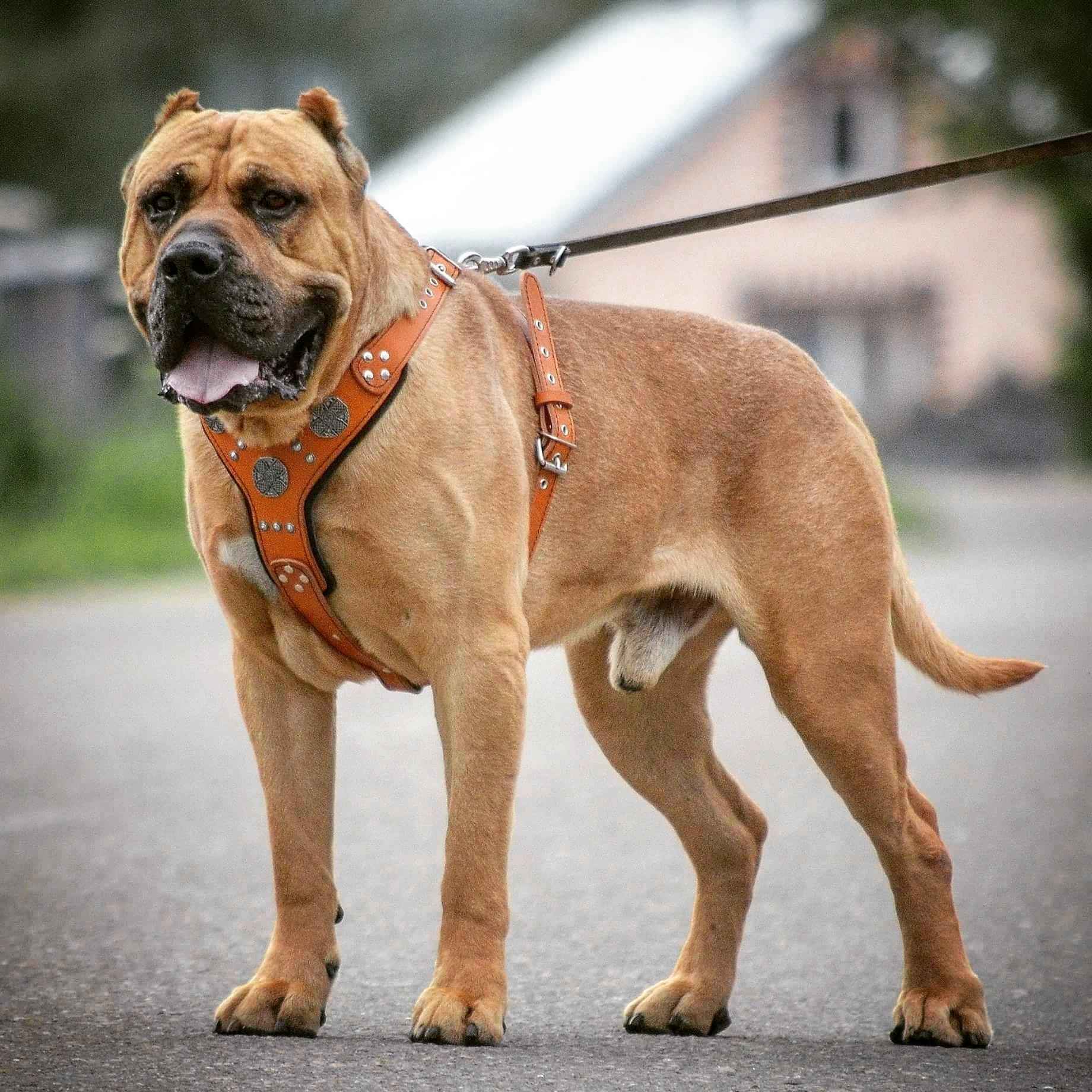 Bestia Maximus Silver Leather Dog Harness