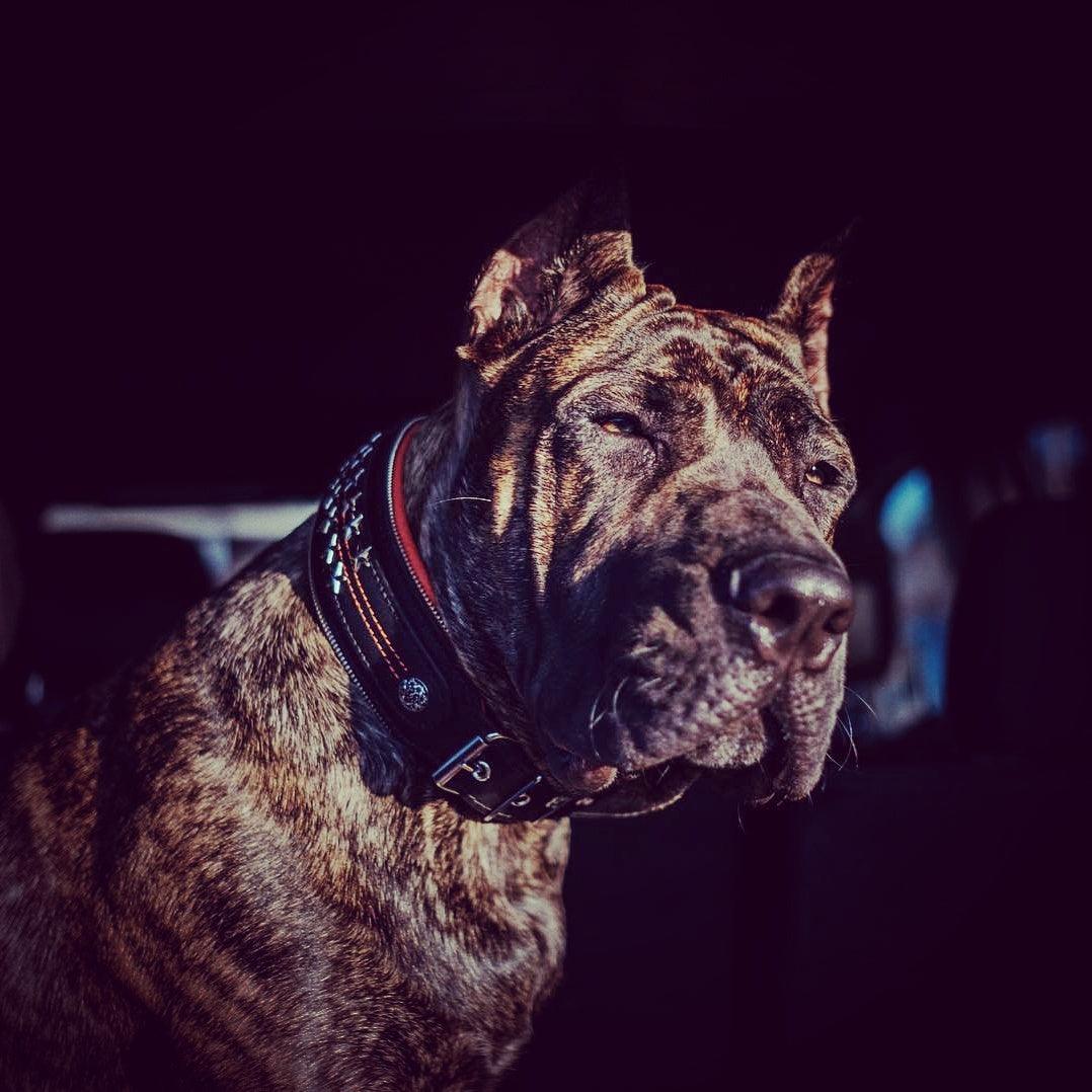 Bestia Unique General Leather Large Breed Dog Collar