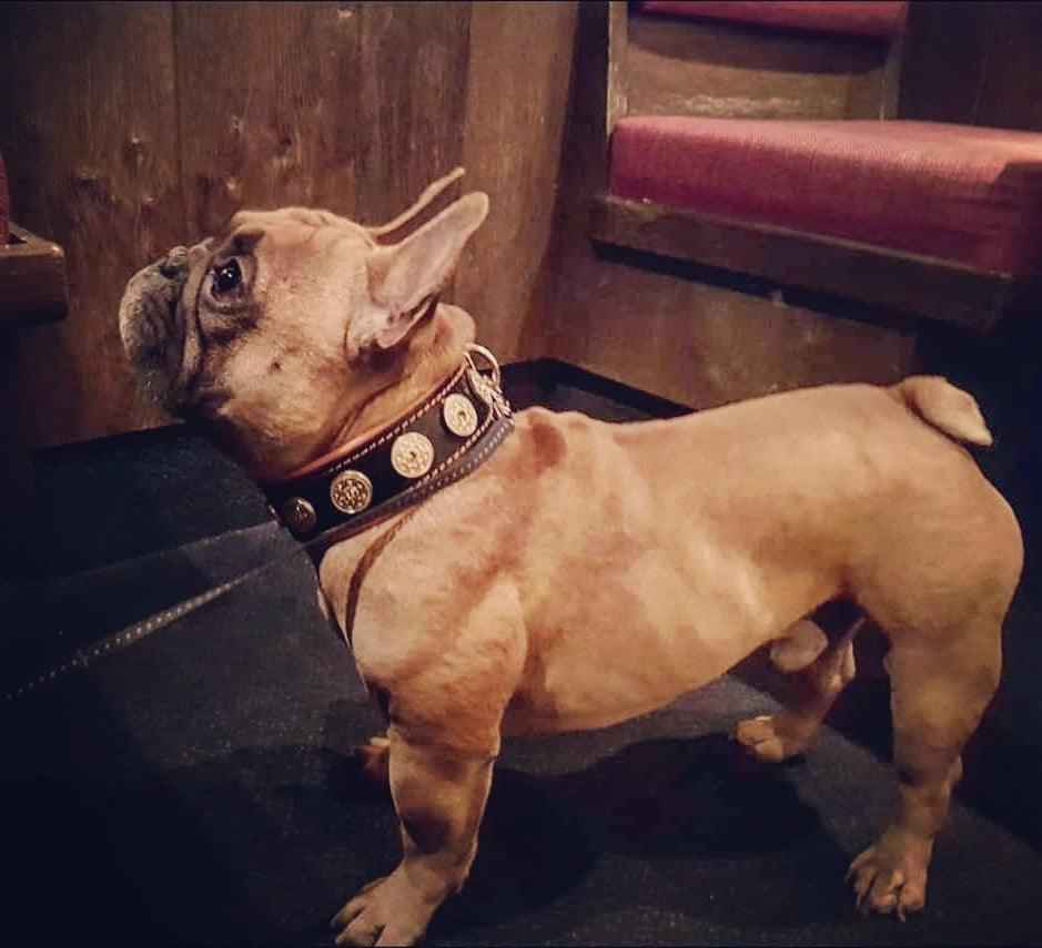 Bestia Bijou Orange Leather Dog Collar