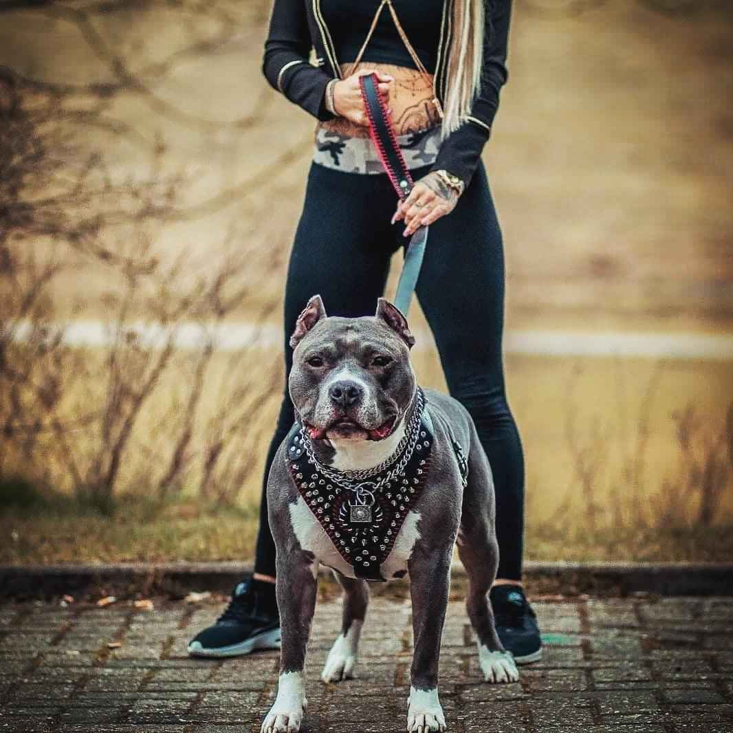 Bestia Handstitched David Leather Dog Harness