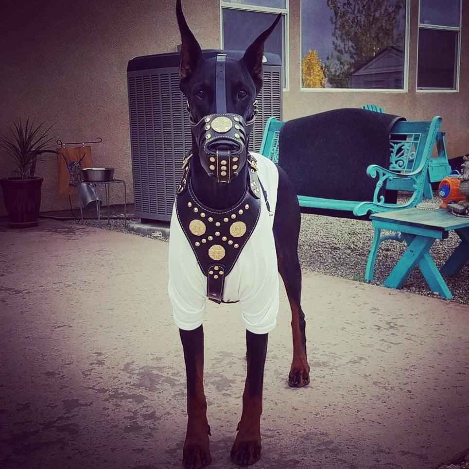 Bestia Maximus Basket Black & Gold Leather Dog Muzzle