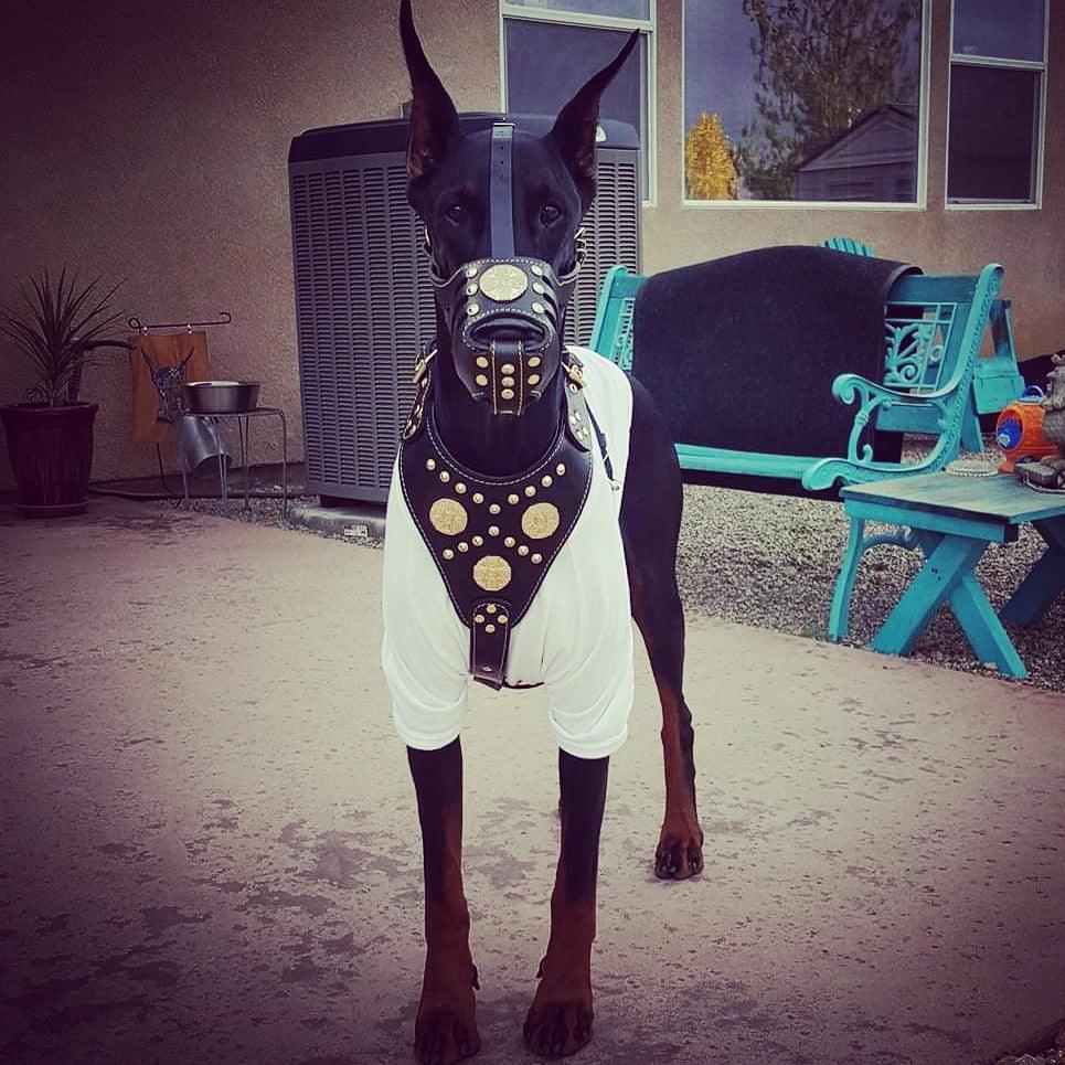 Maximus Basket Muzzle Brown & Gold