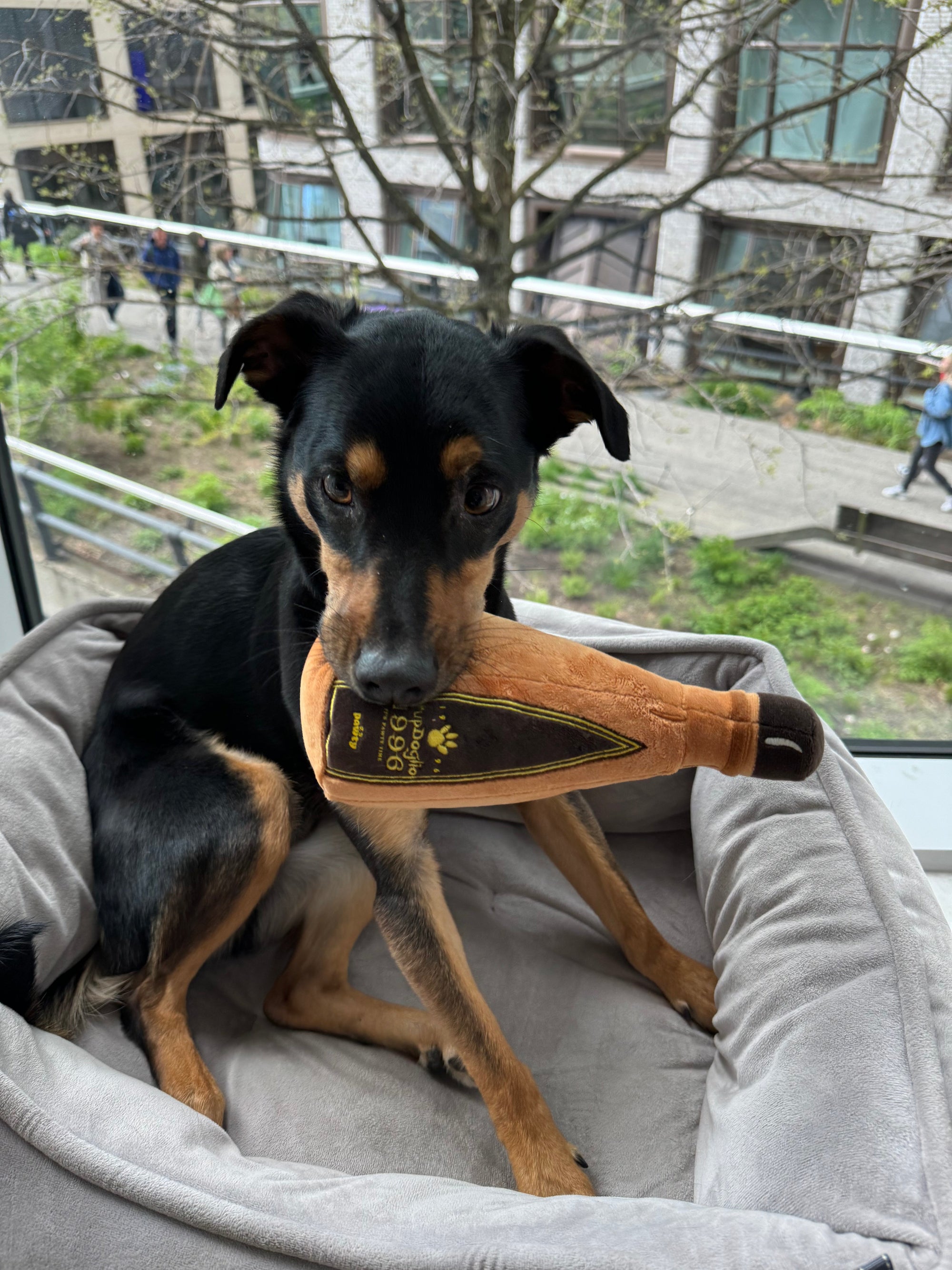 Pawty 1996 Tequila Bottle Squeaky Dog Toy