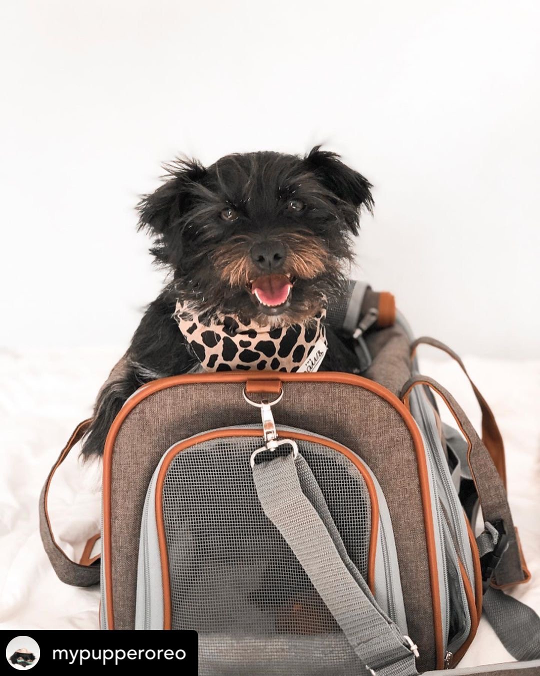Mr. Peanuts Gold Series Standard Size Airline Compliant Pet Carrier